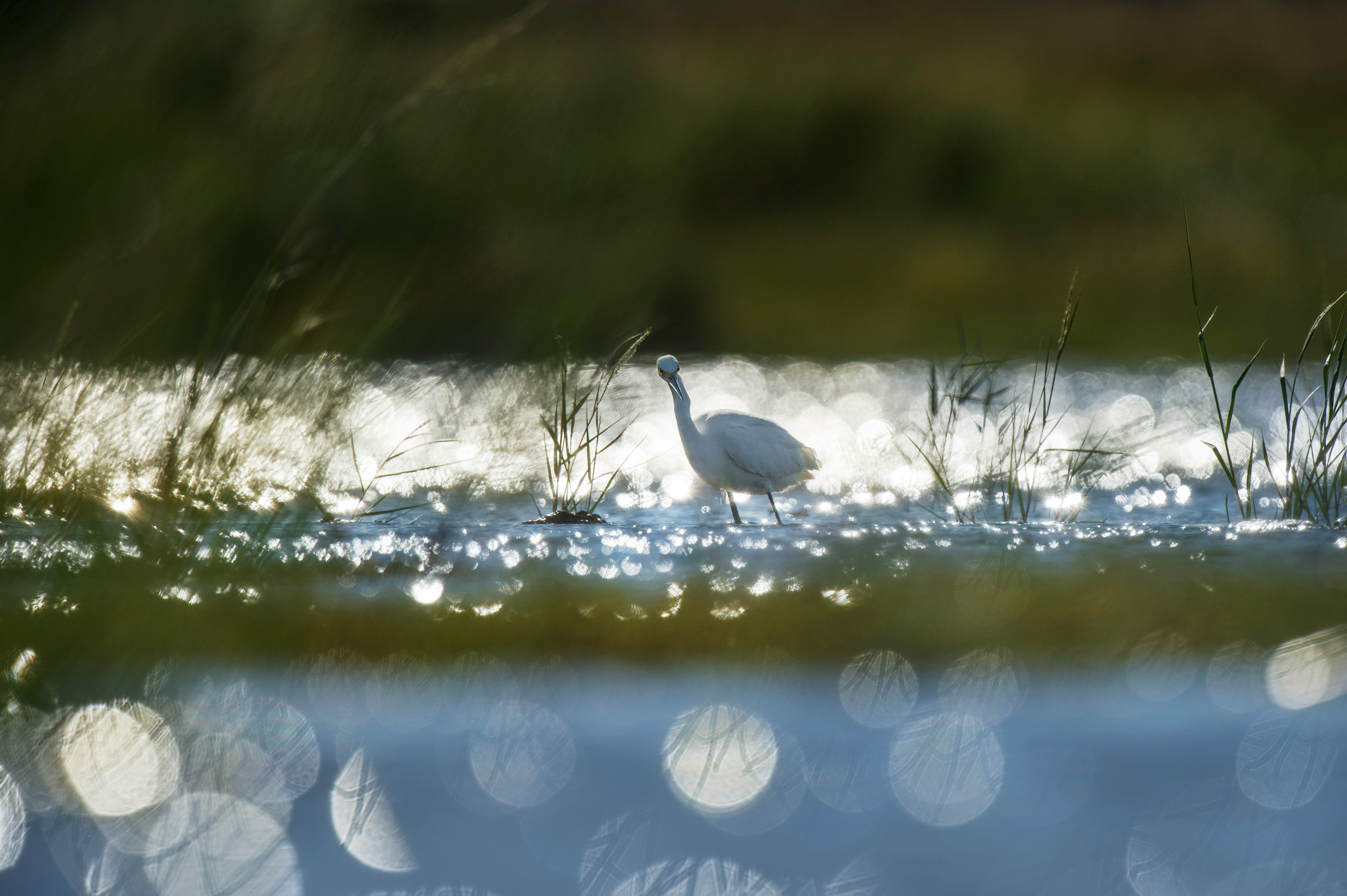 A snowy egret walks through a marsh brightly lit by sunshine.