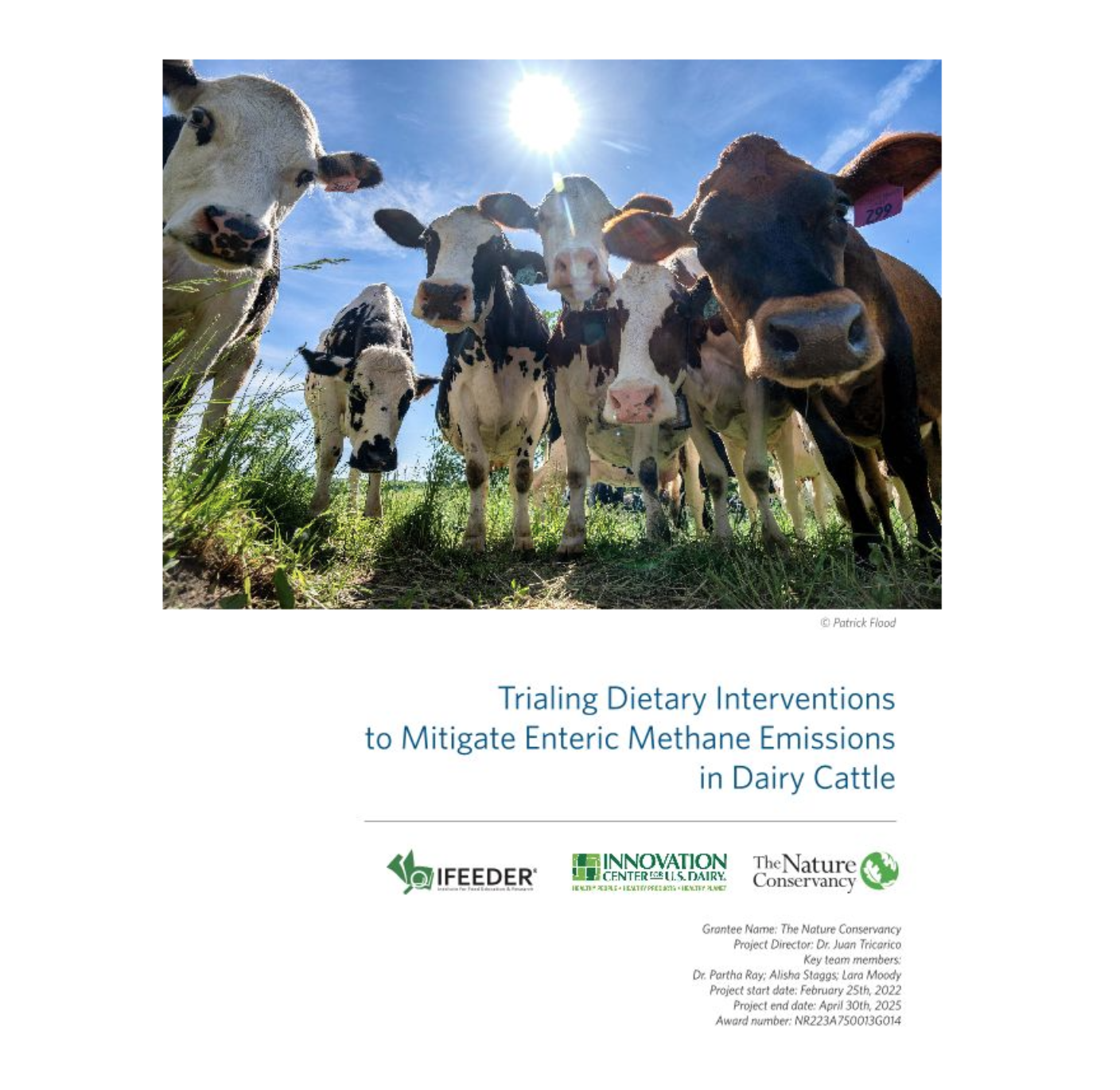 Cover of report with an image of dairy cows.