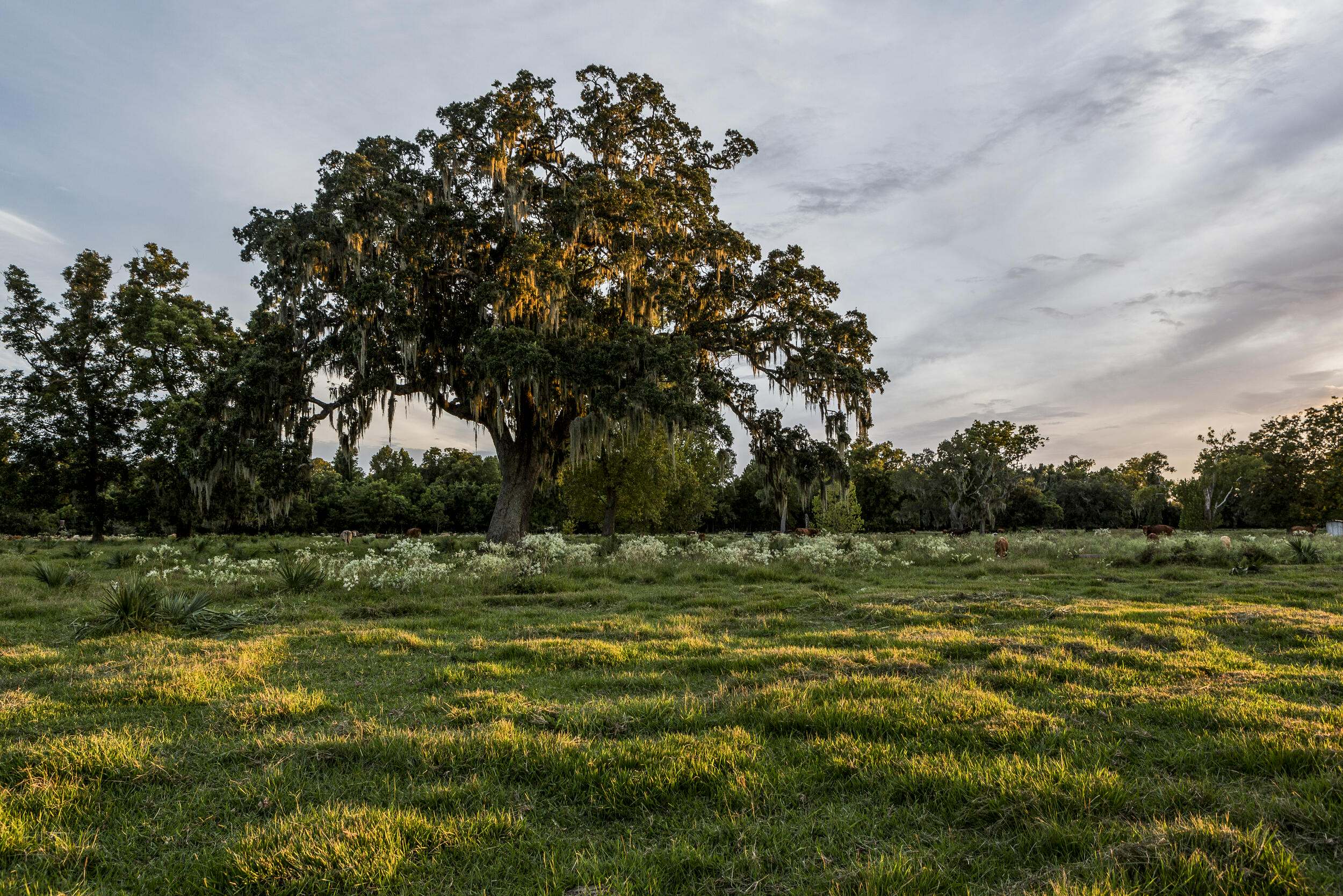 Large, tall trees loom over a field of green grass.