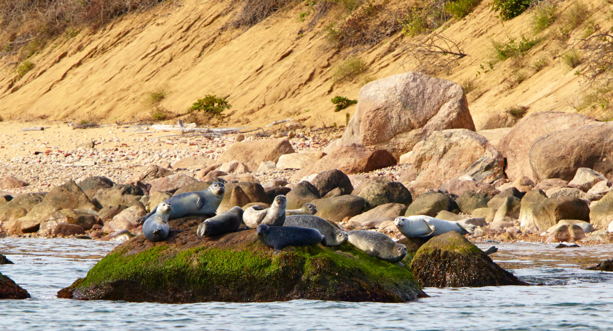 A group of seals perched on boulders on an ocean shore.