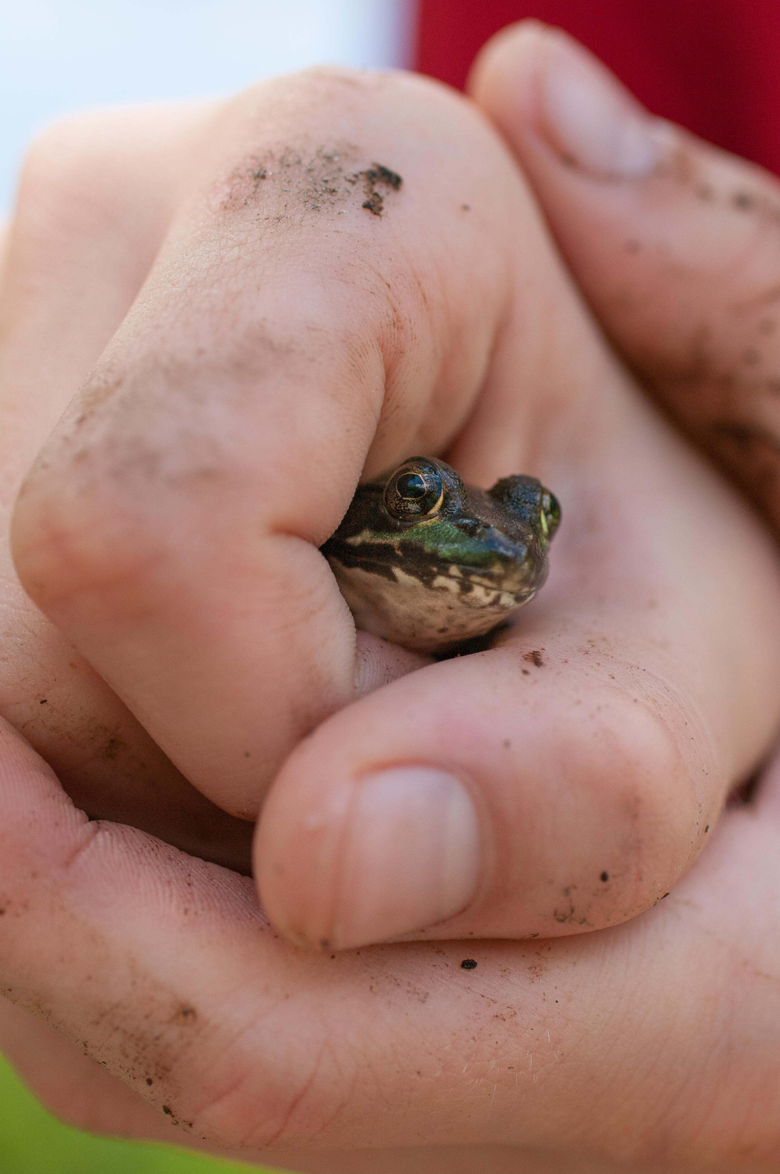 A close up of a child's hand holding a small green frog. 