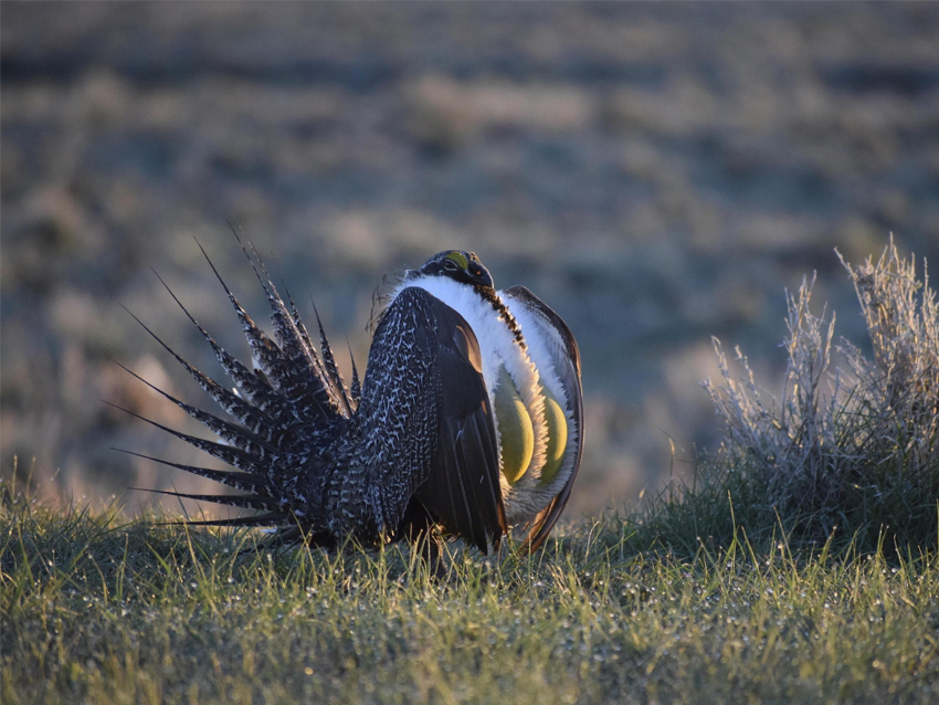 Sage grouse male in field.
