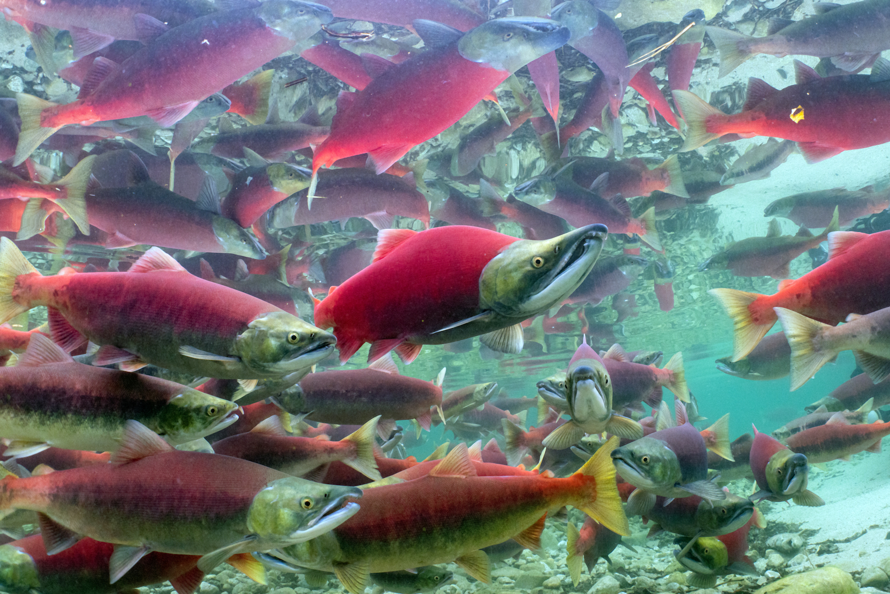 An underwater image of salmon swimming through water.