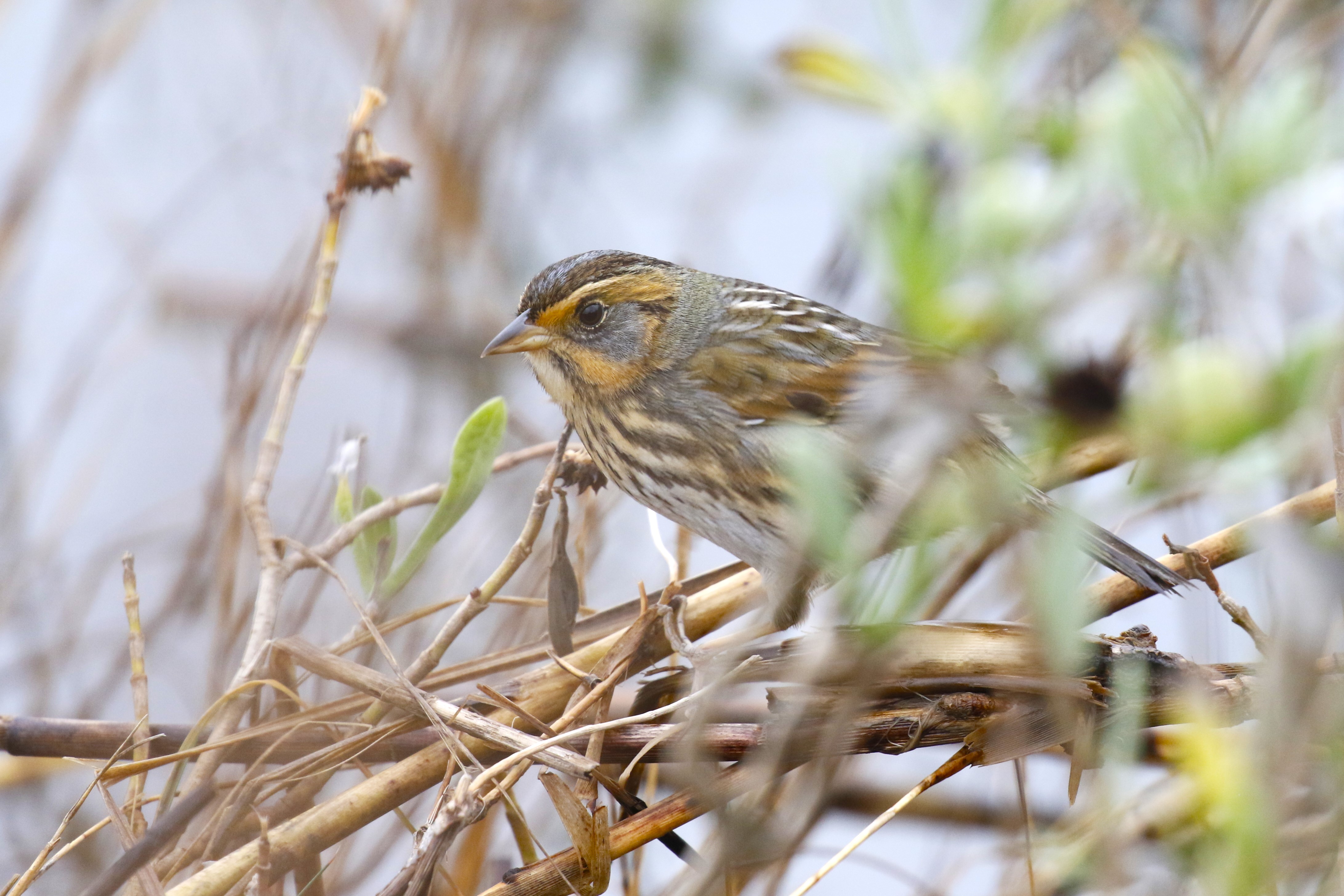 A salt marsh sparrow sits on a branch.