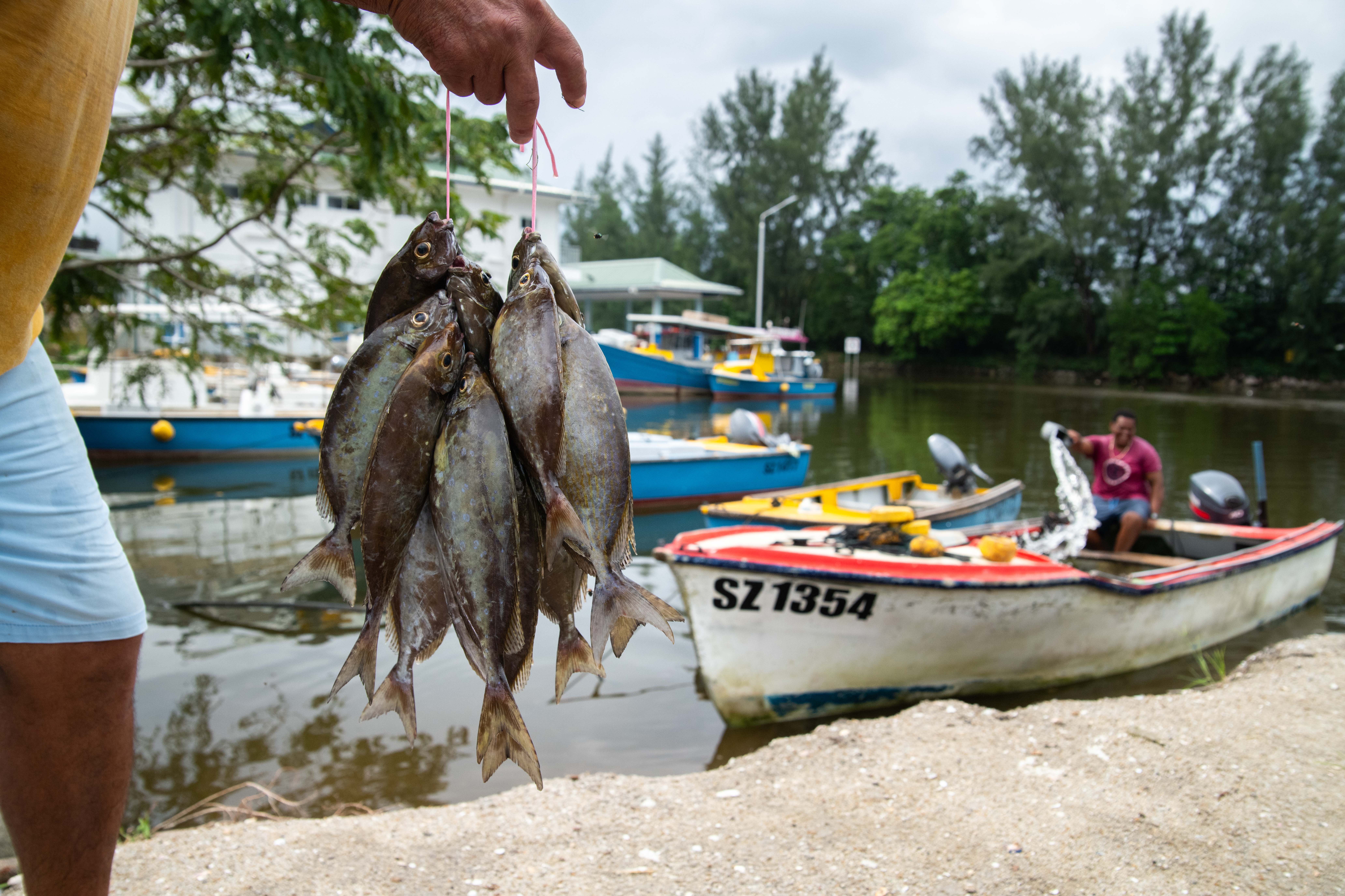 Artisanal fishermen at a fish market on Mahe Island.