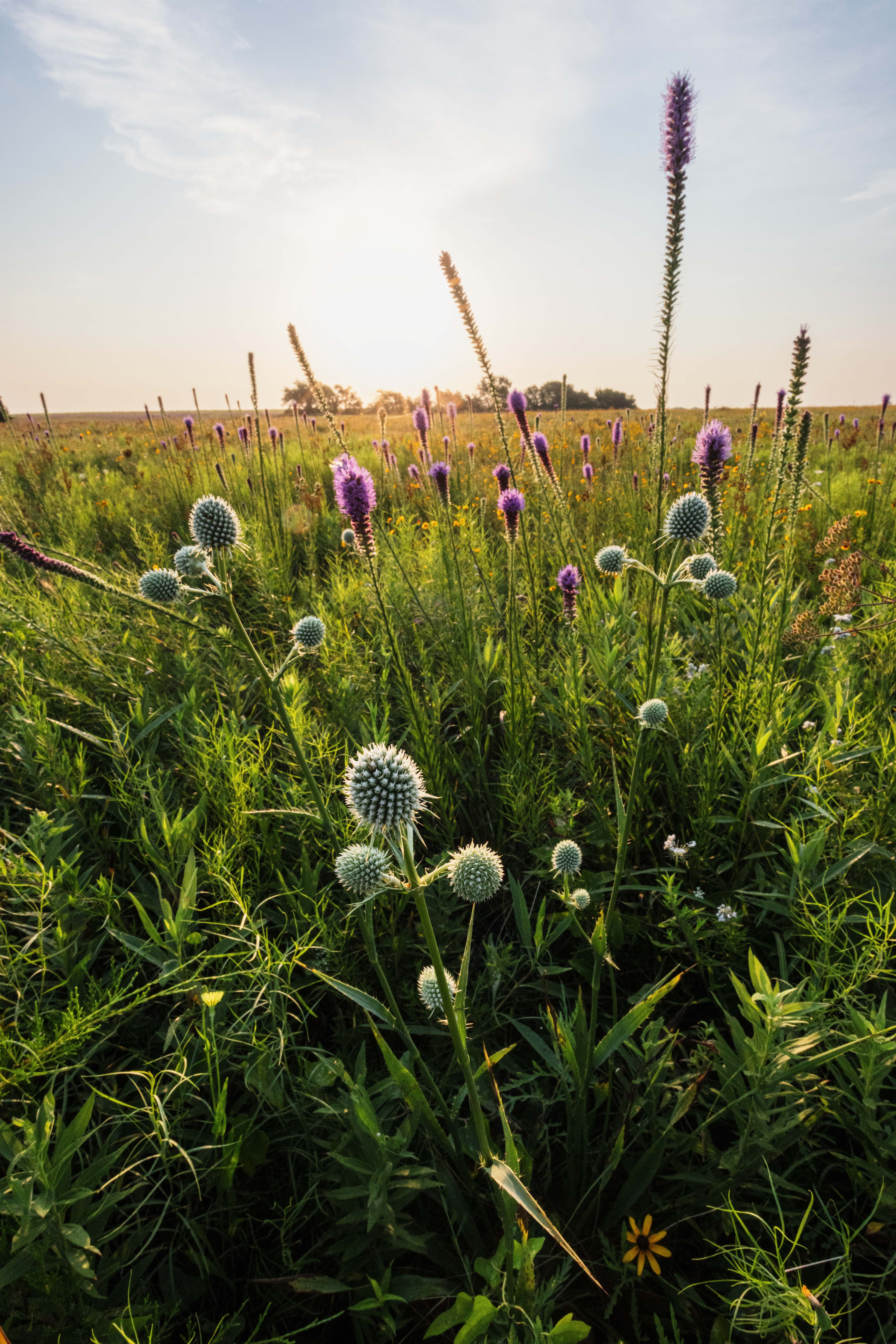 Spikey purple and white flowers in a green field.