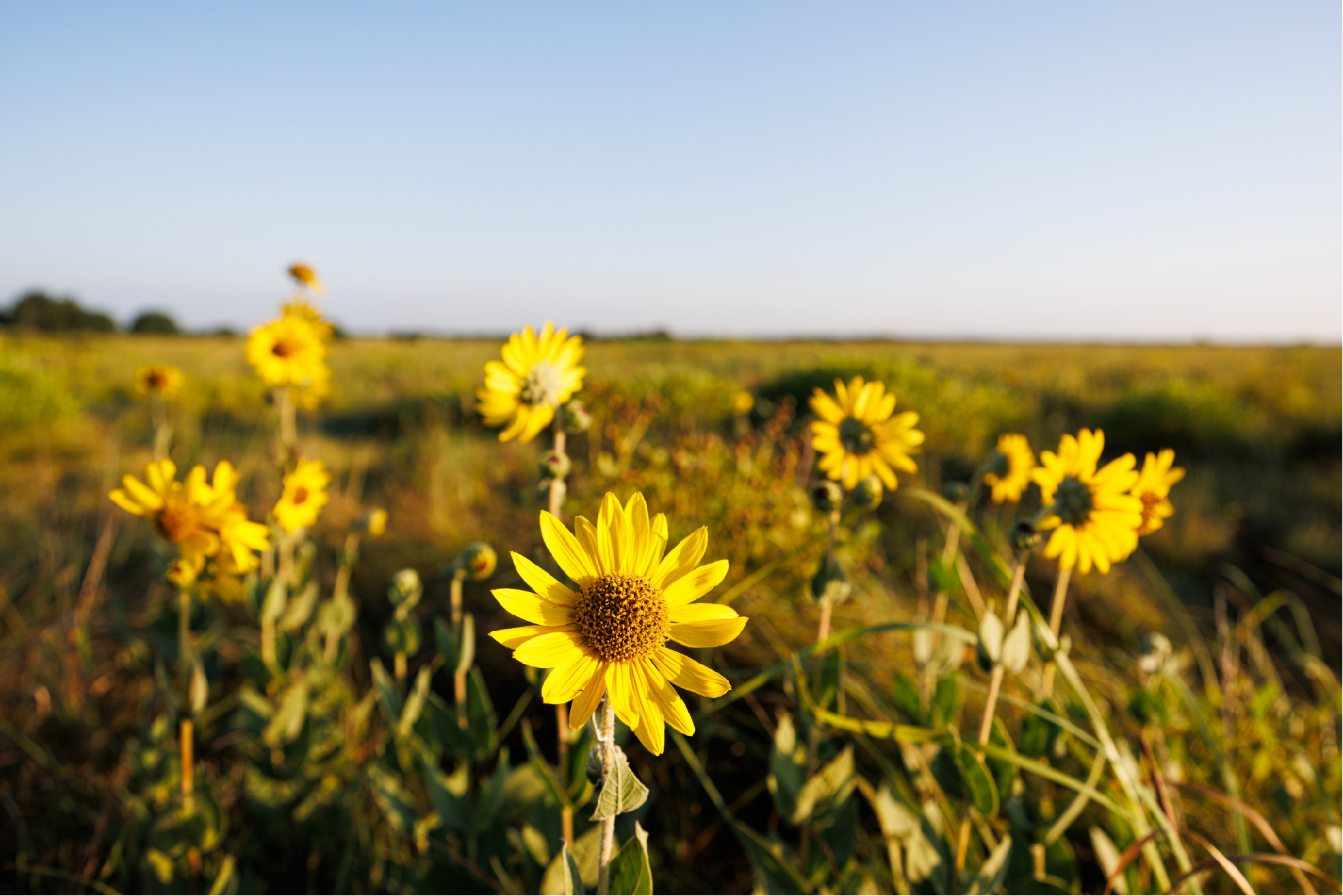 Ashy sunflower growing on a tallgrass prairie.