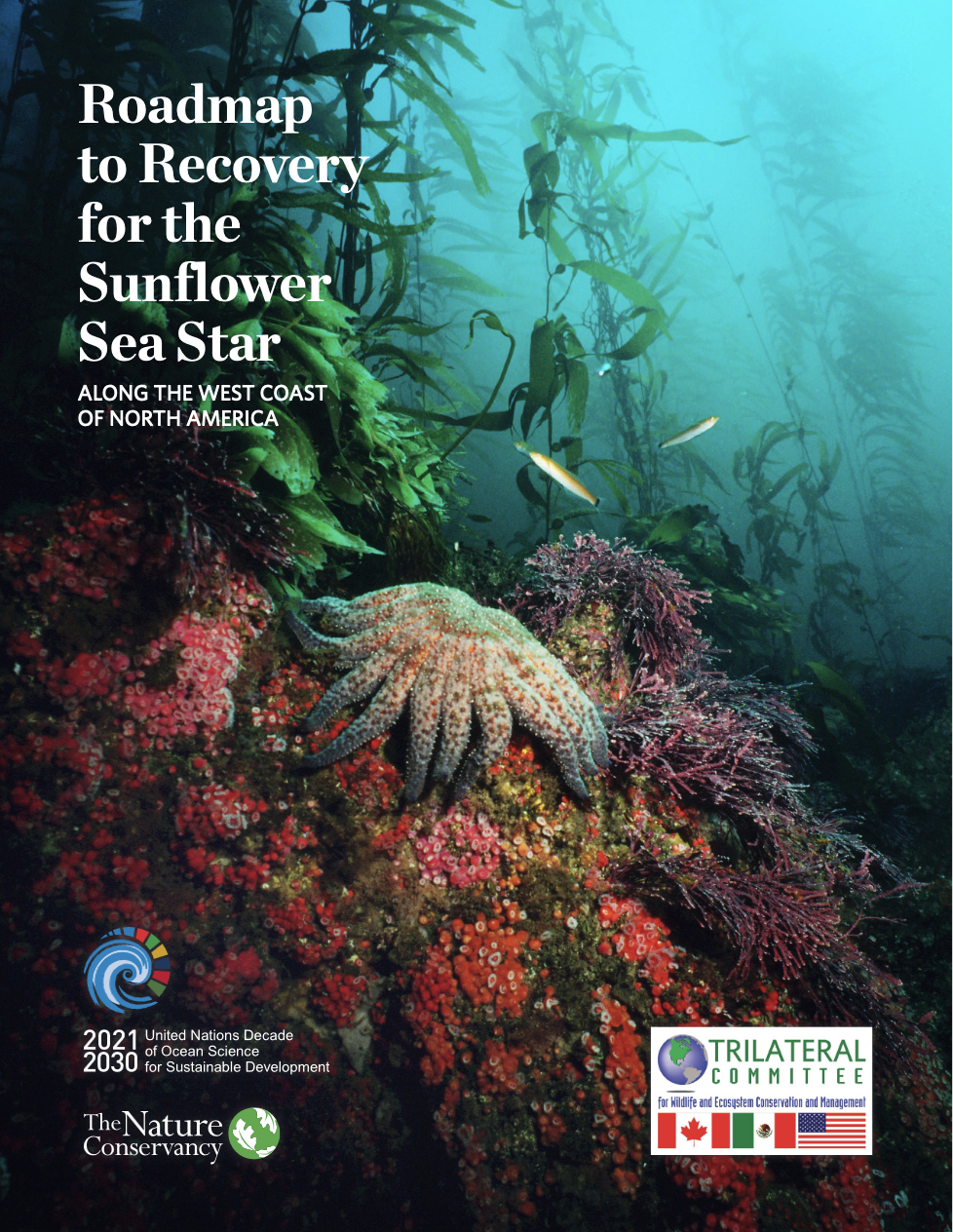 Roadmap to Recovery for the Sunflower sea star cover.