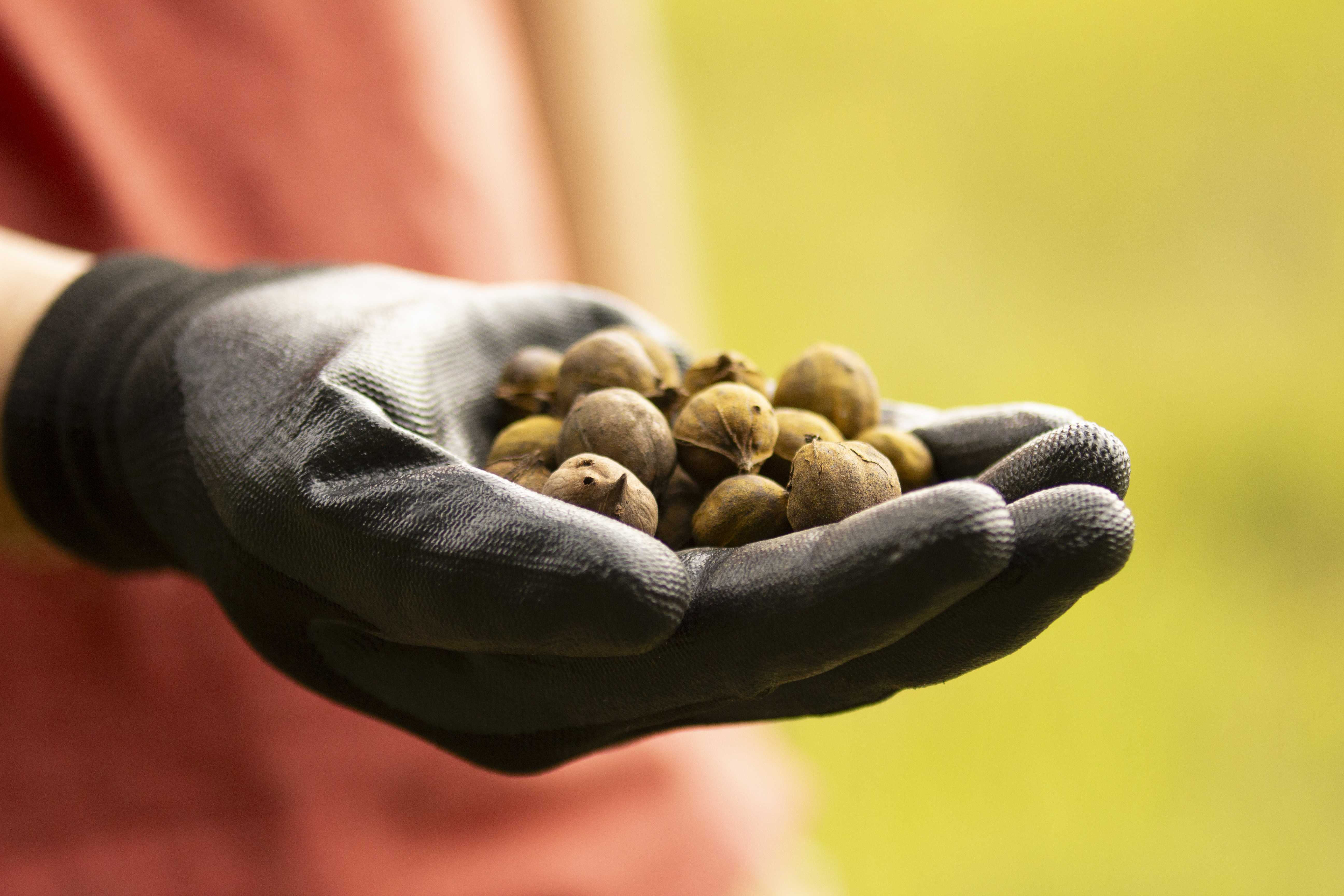 Hand holding acorns.