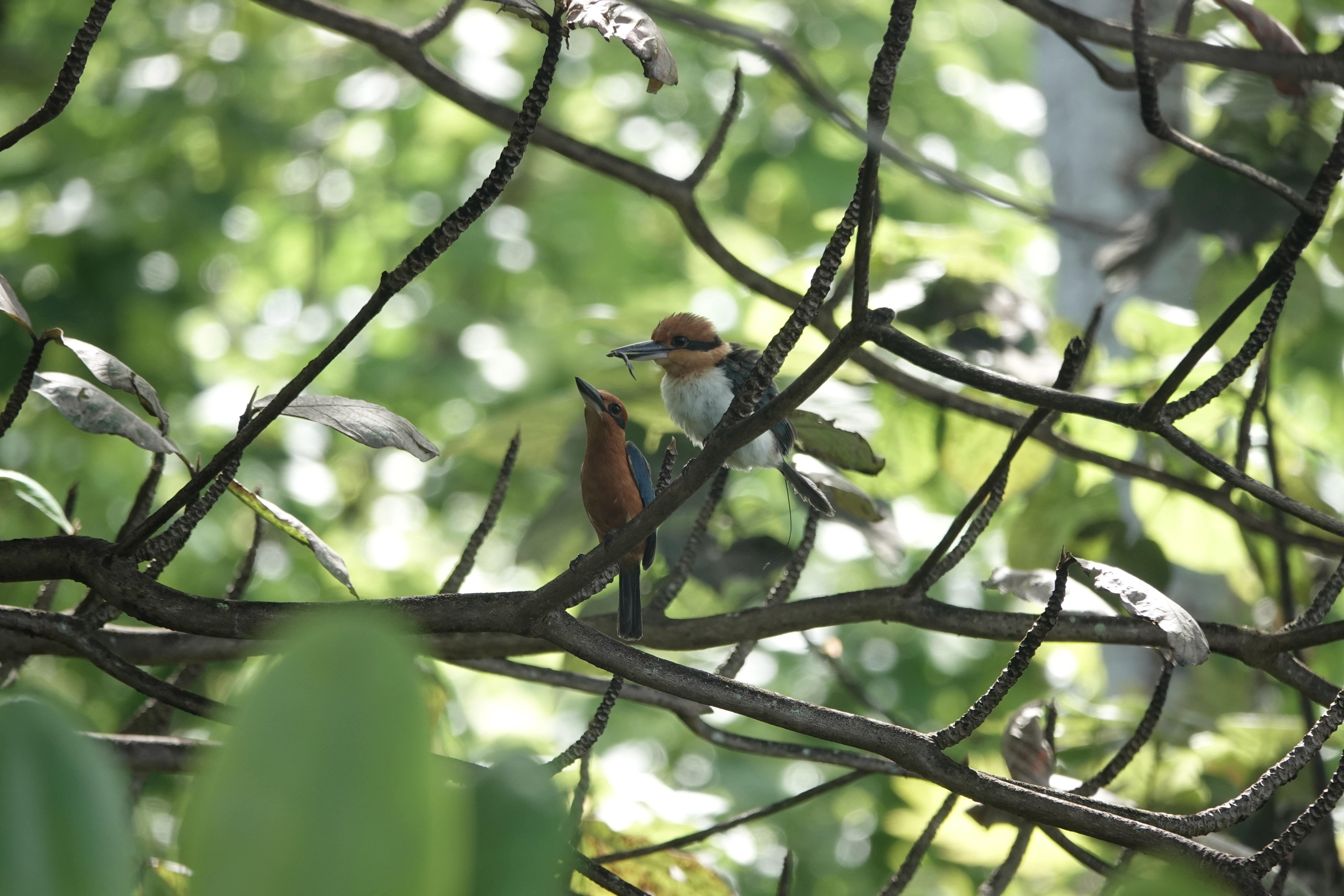 A sihek holds a lizard in its beak on a branch with another sihek. 