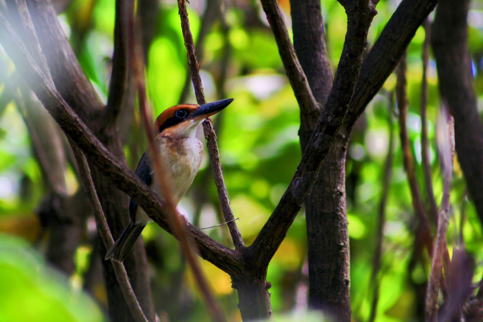 A  sihek sitting on a branch in a forest. 