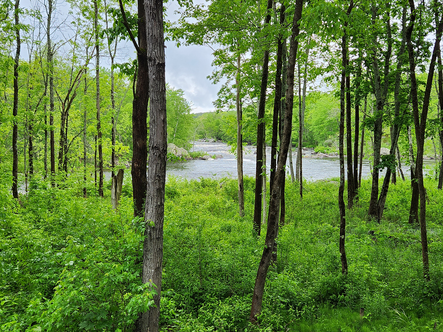 A view through green trees at a blue river.