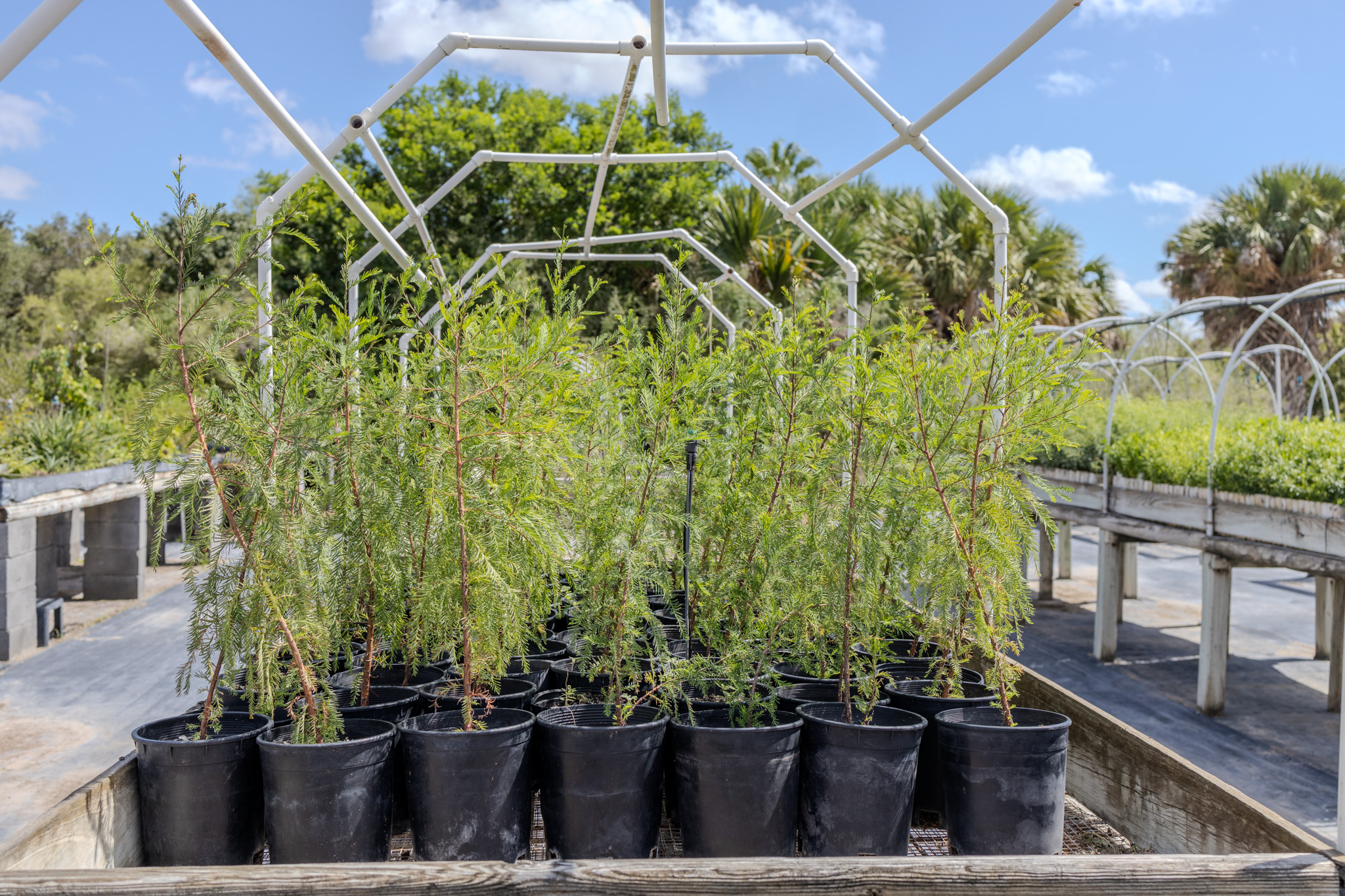 cypress seedlings grow in a tree nursery.