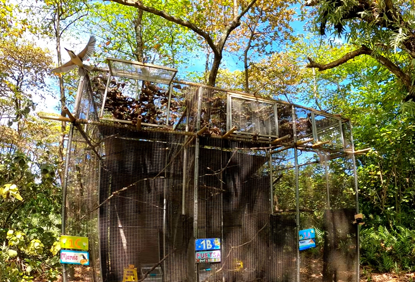 Sihek fly free from an enclosure on Palmyra.