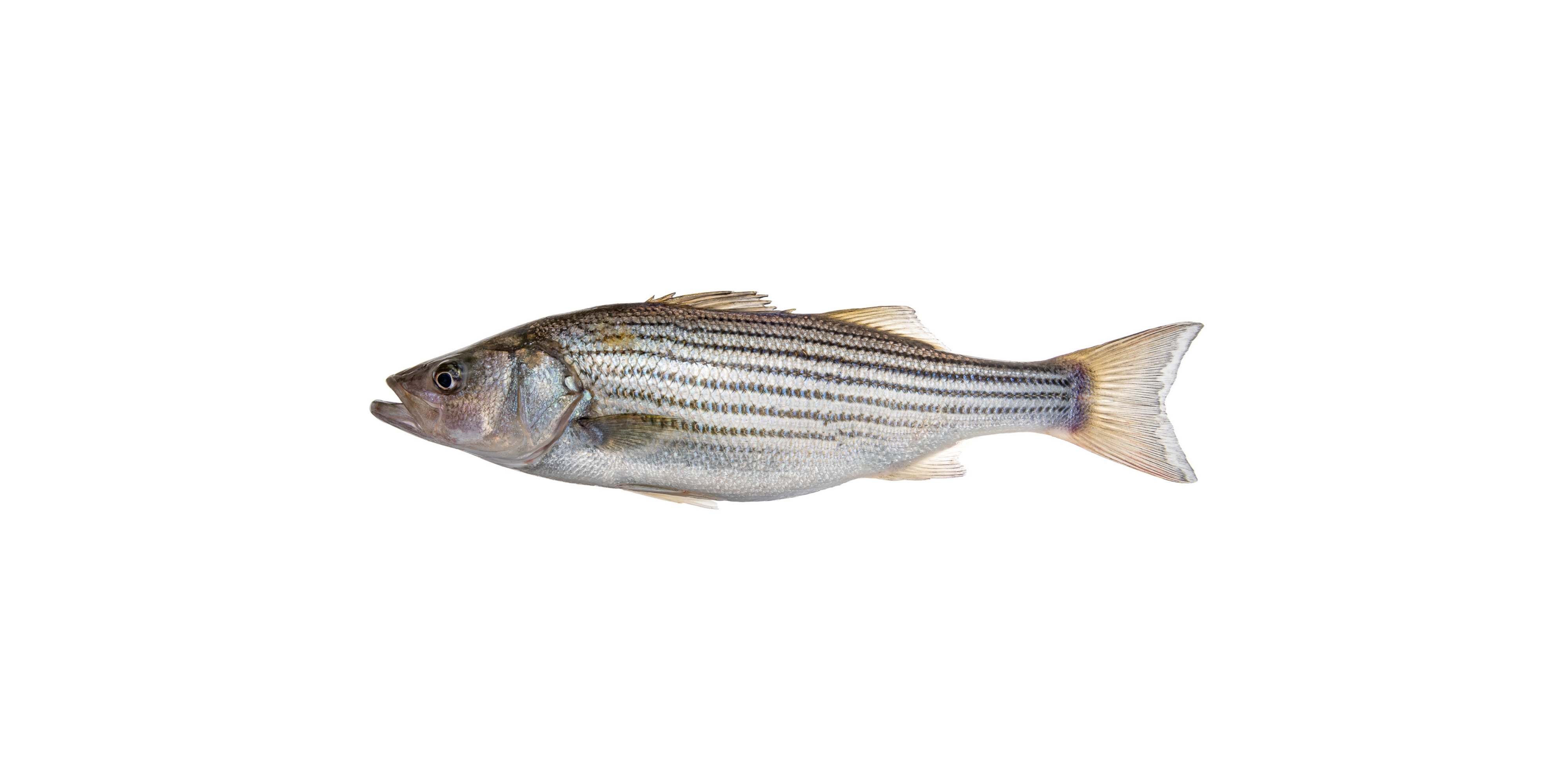 Striped Bass on plain background.
