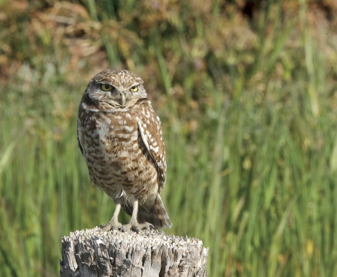 An owl sitting on a log in the wilderness.