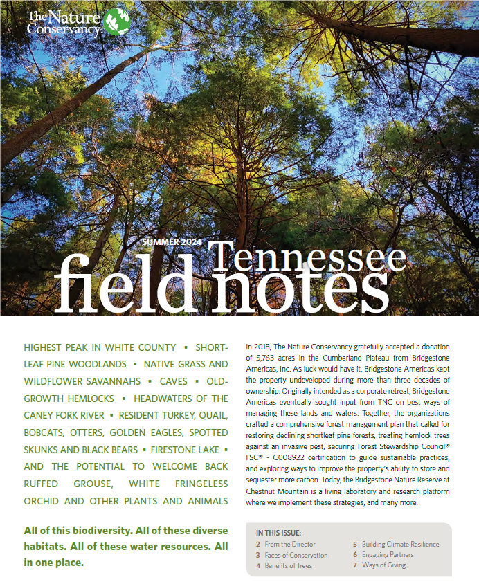 A newsletter cover features blue sky seen behind a dense leafy tree canopy.