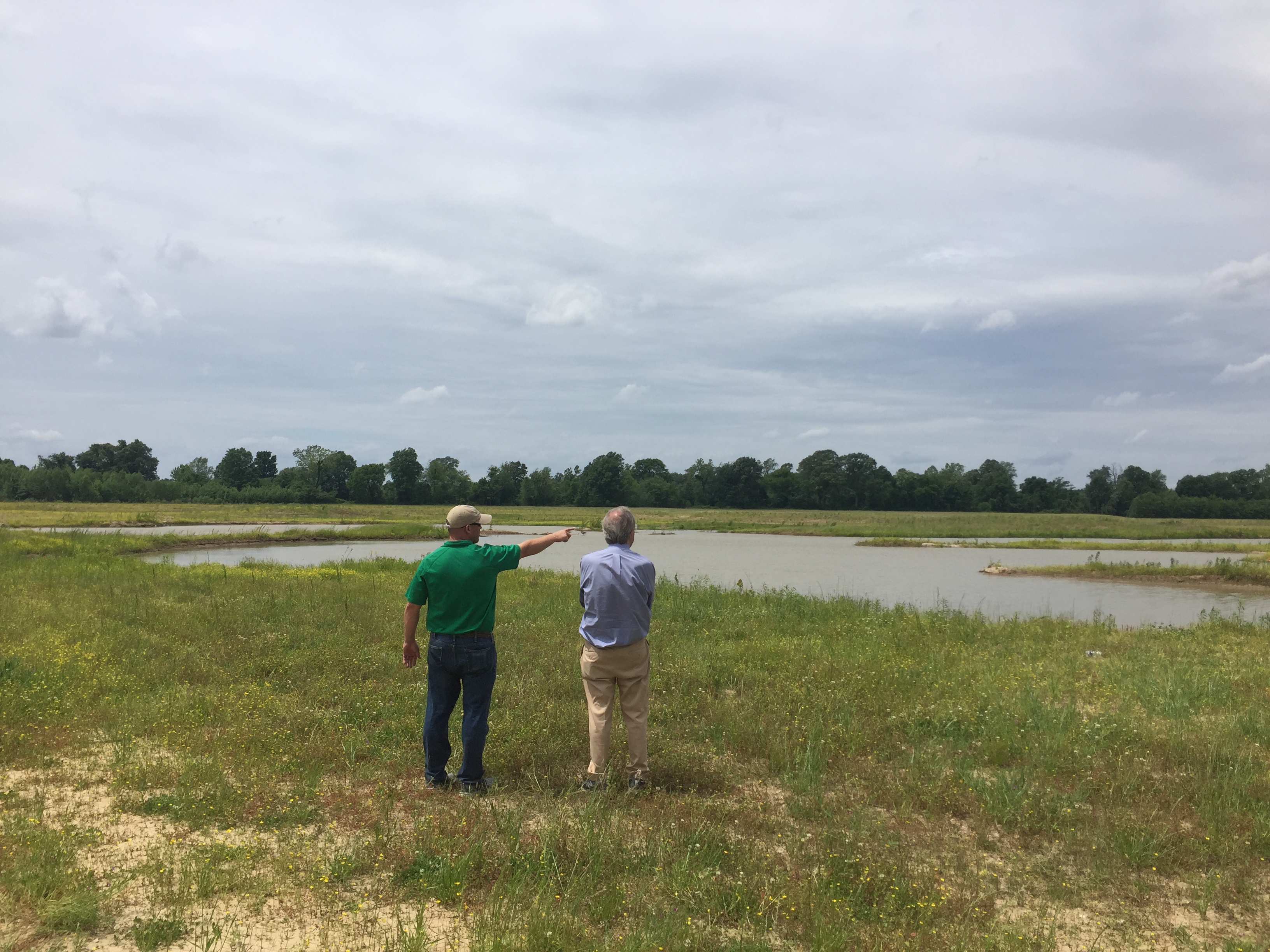 Staff member pointing at a wetland.