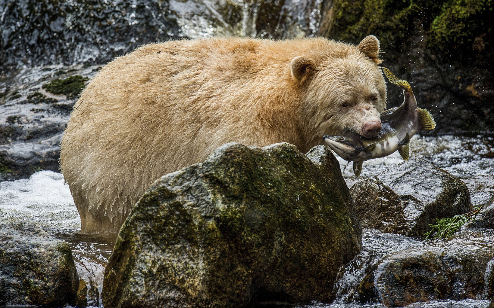 A spirit bear (Ursus americanus kermodei) on Gribbell.