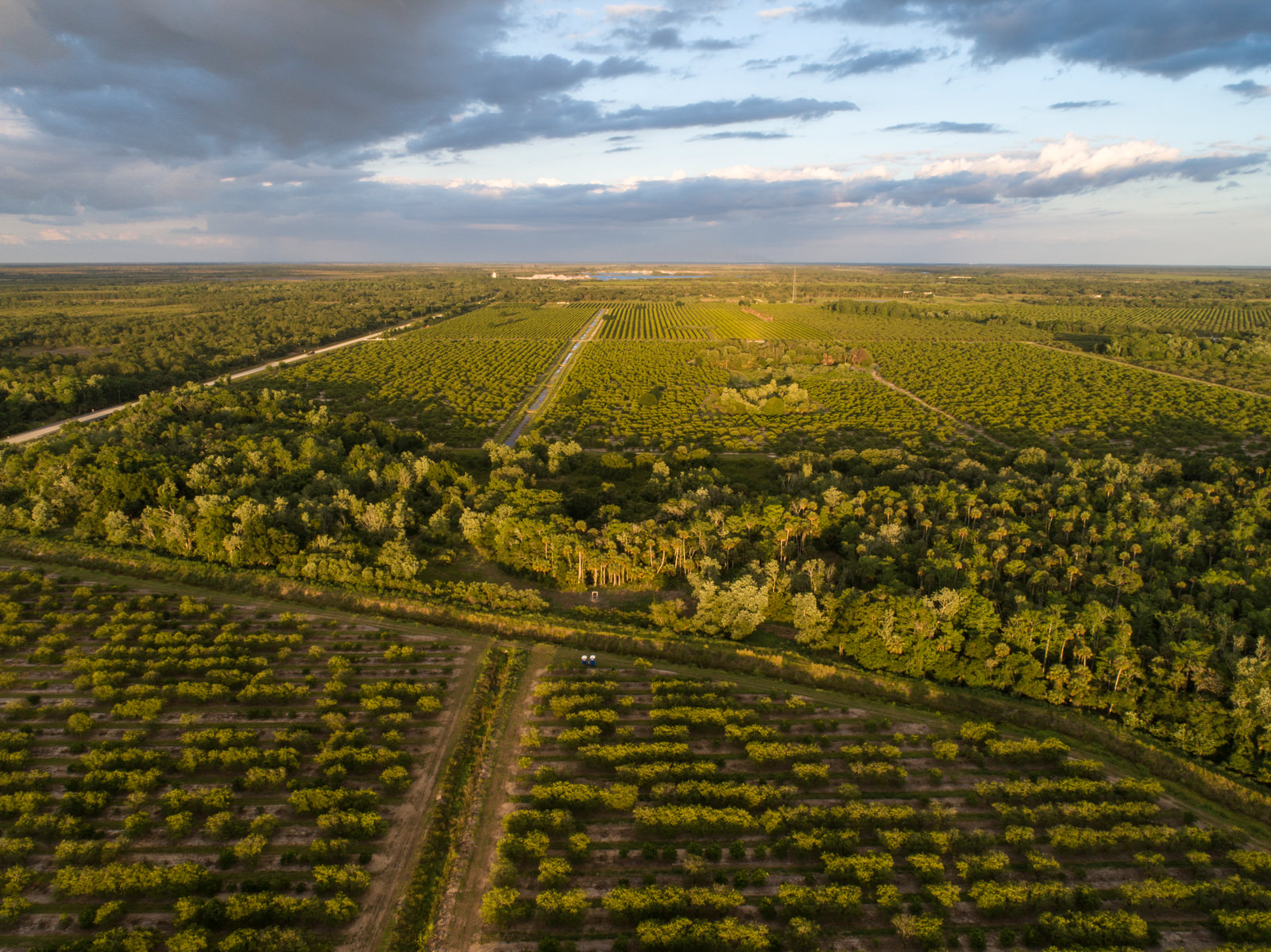 An aerial image of citrus groves and a palm-covered wetland area.