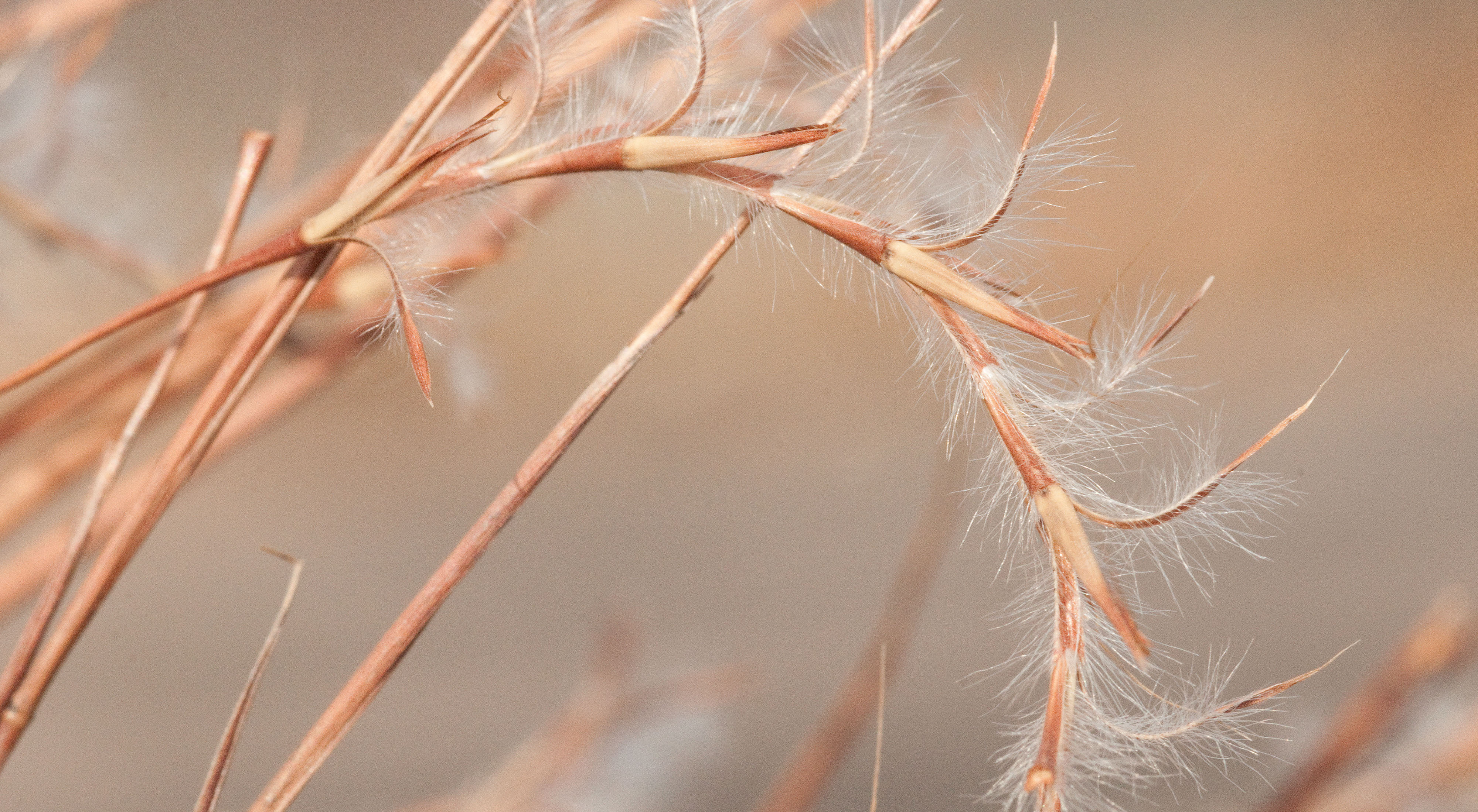 A brown stalk of grass stretches in a breeze.