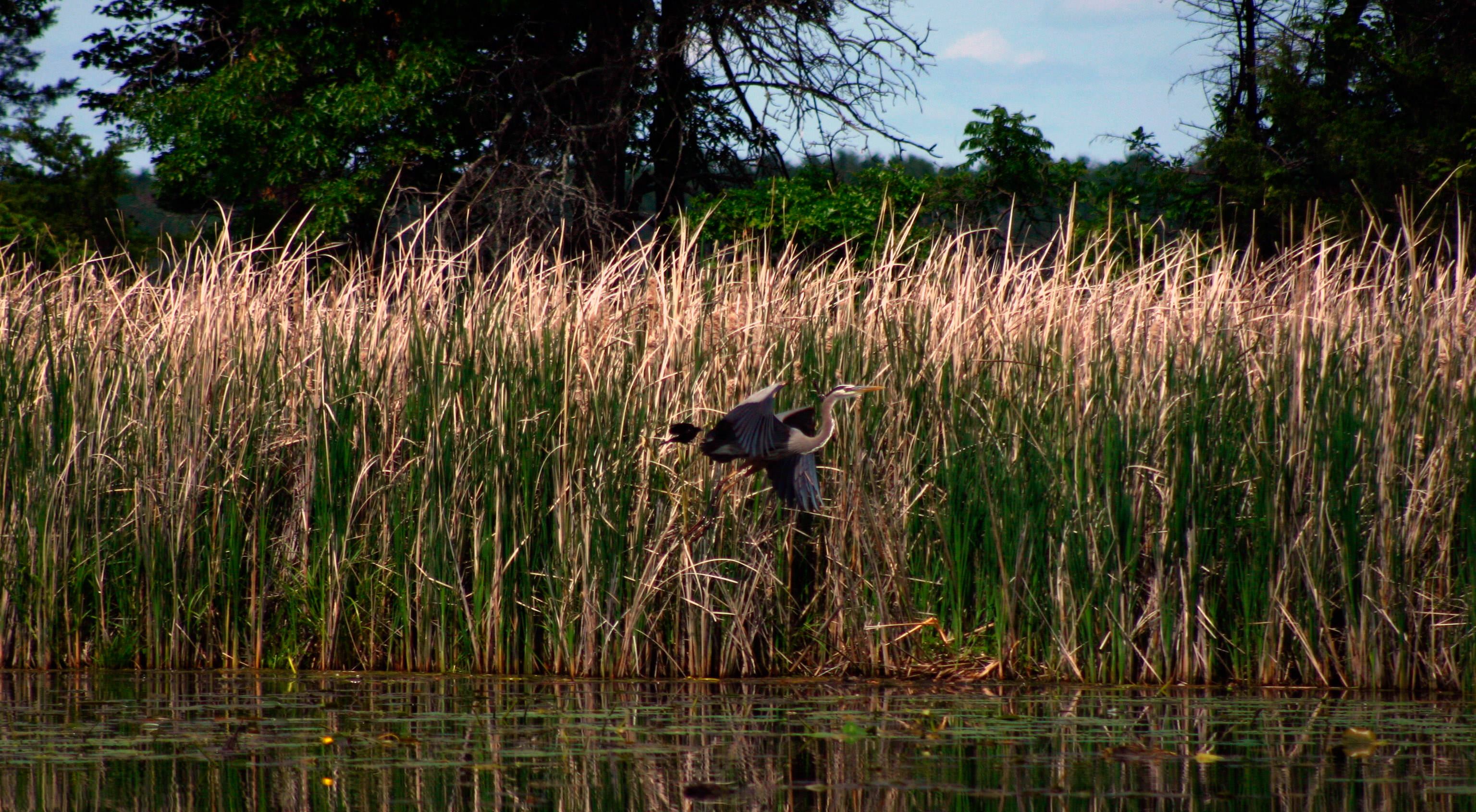 A great blue heron flies along the shore of a lake.