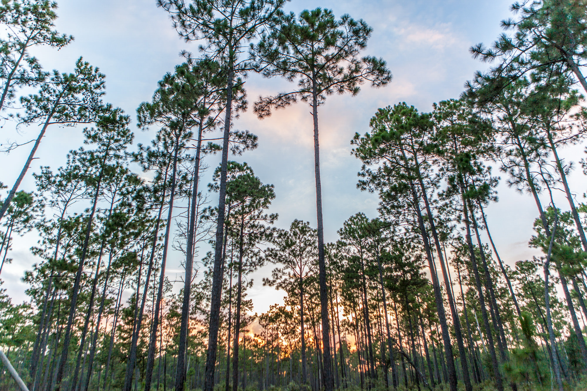 Longleaf pine treetops at the Roy E. Larsen Sandyland Sanctuary in Texas.