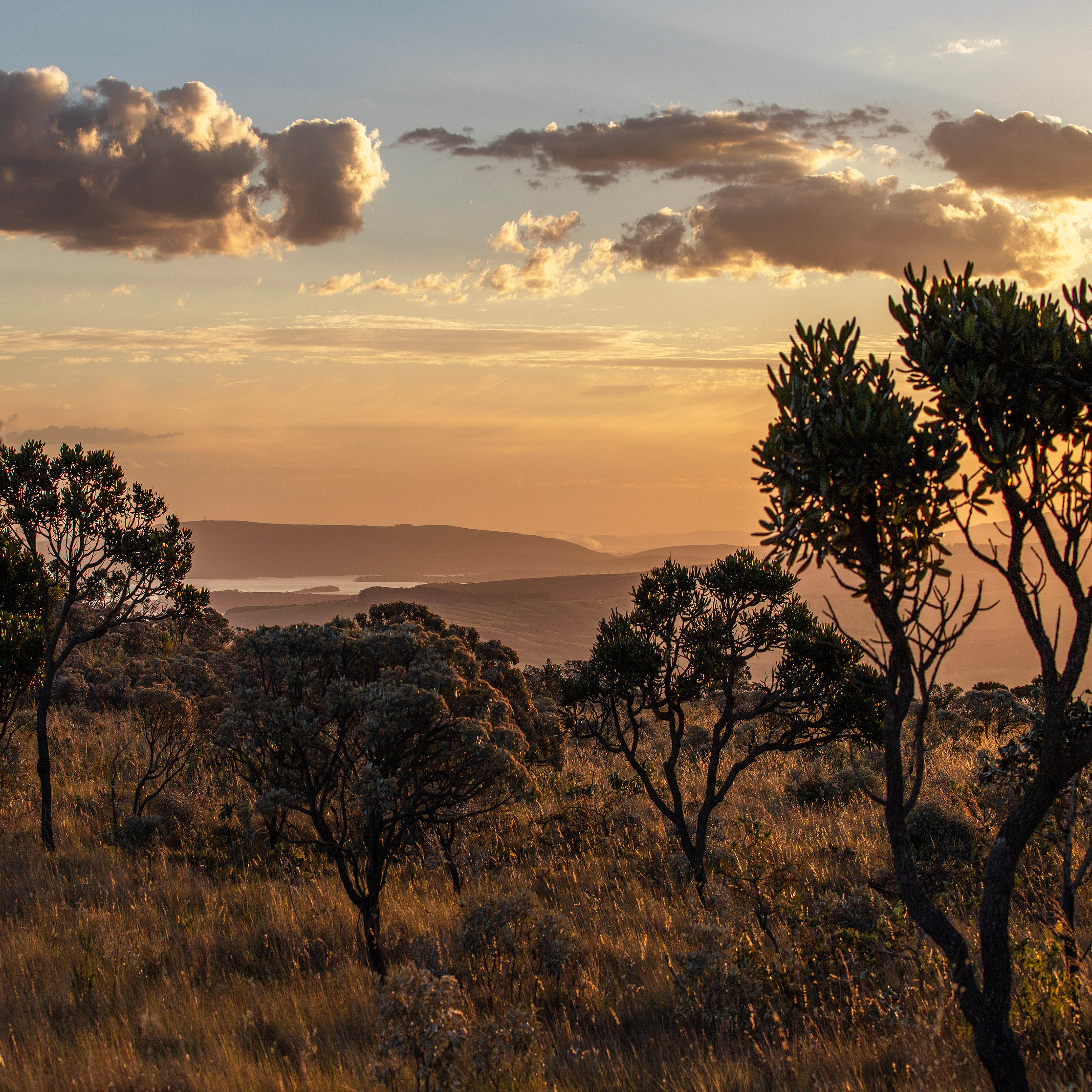 A view of trees during sunset with a valley in the background.