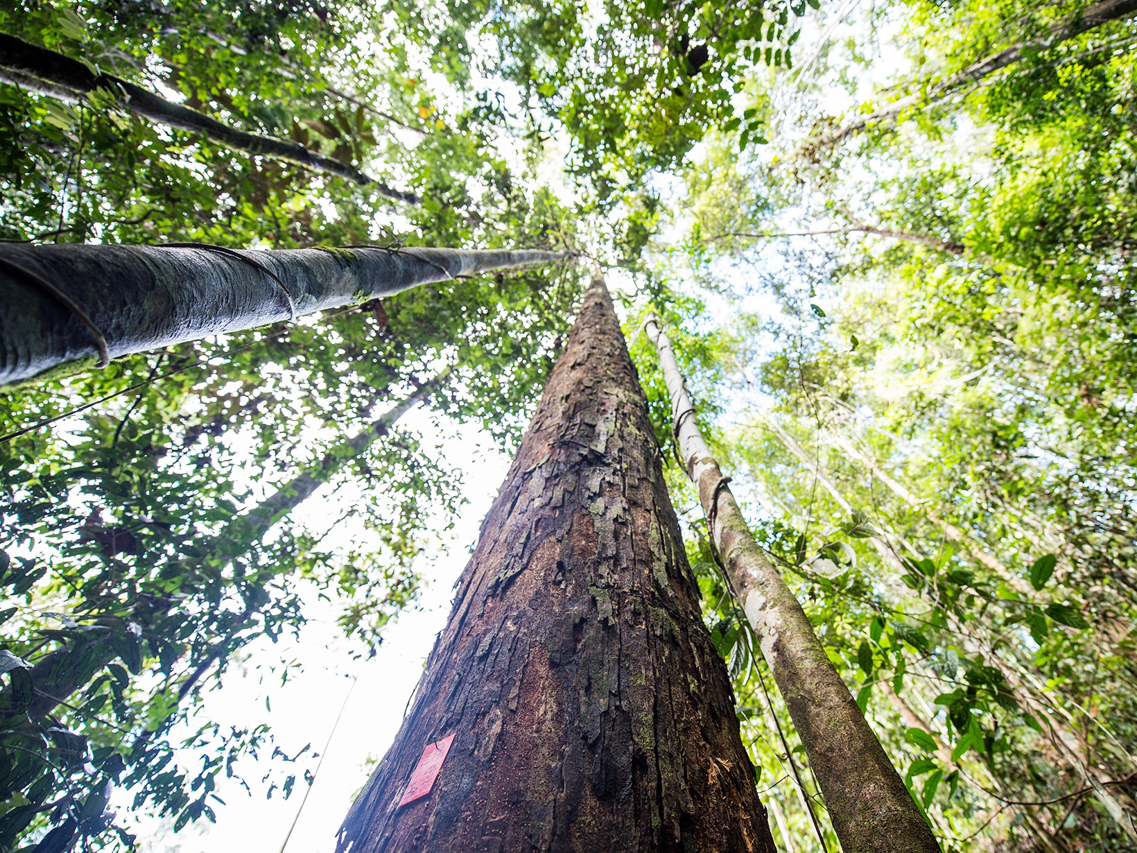 View from the ground up toward forest canopy.