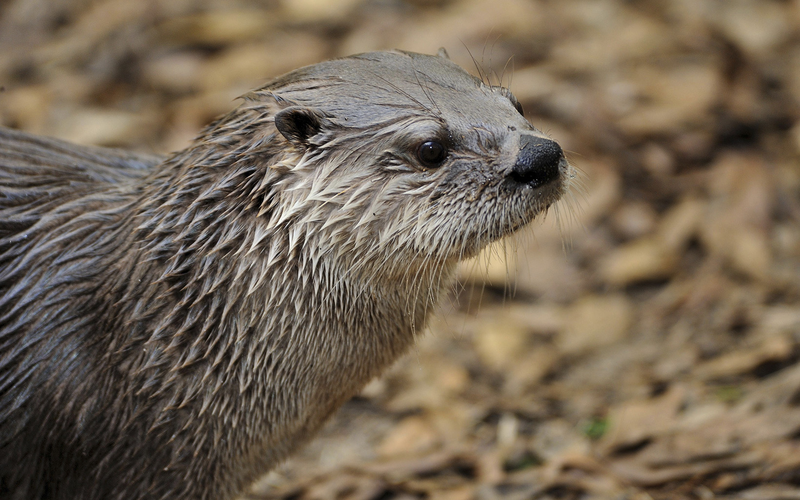 A wet brown otter looks into the distance.