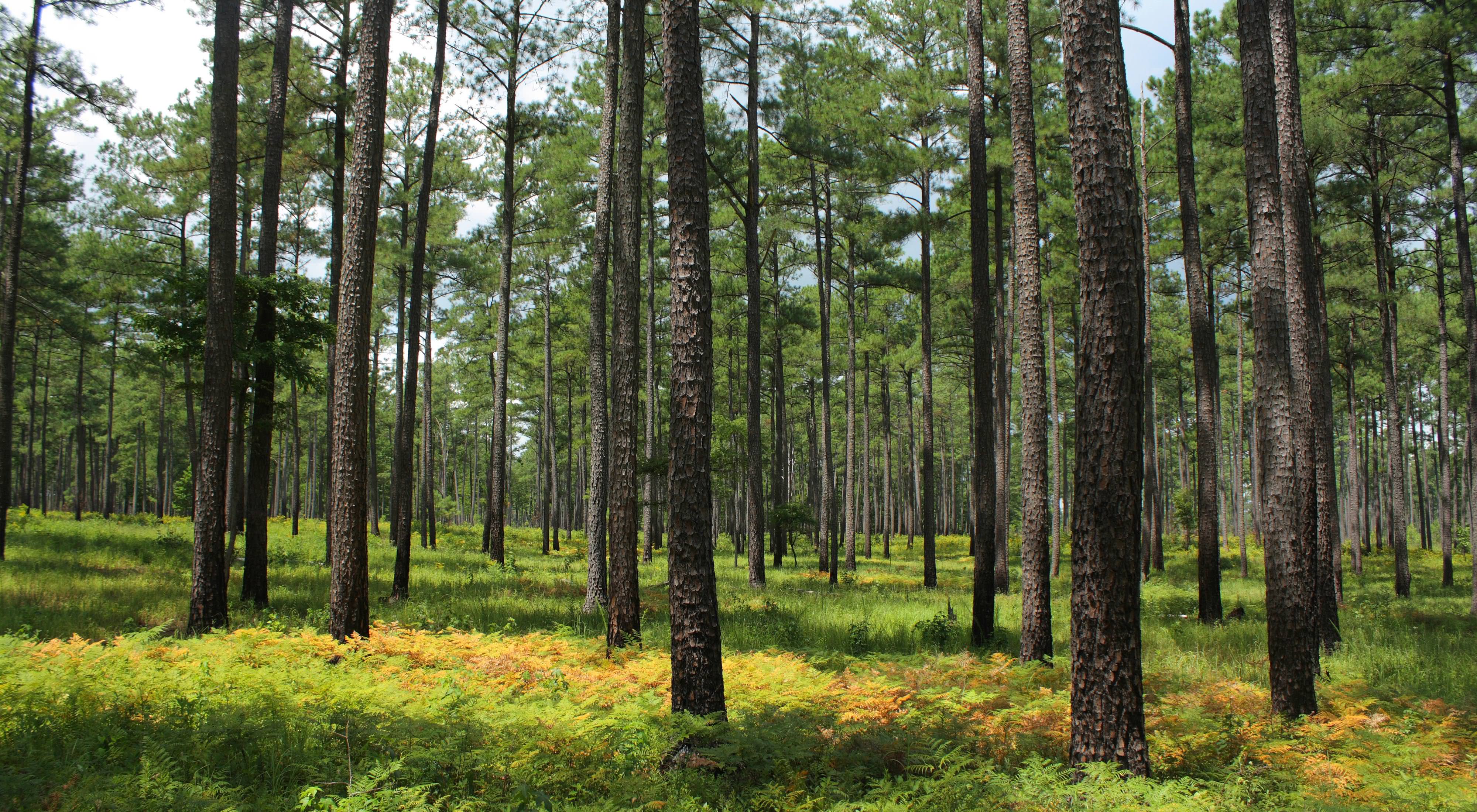 Pine savanna at Virginia's Piney Grove Preserve.