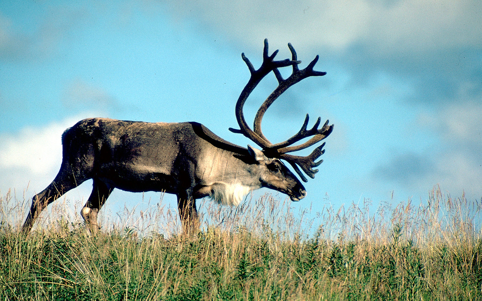 Caribou