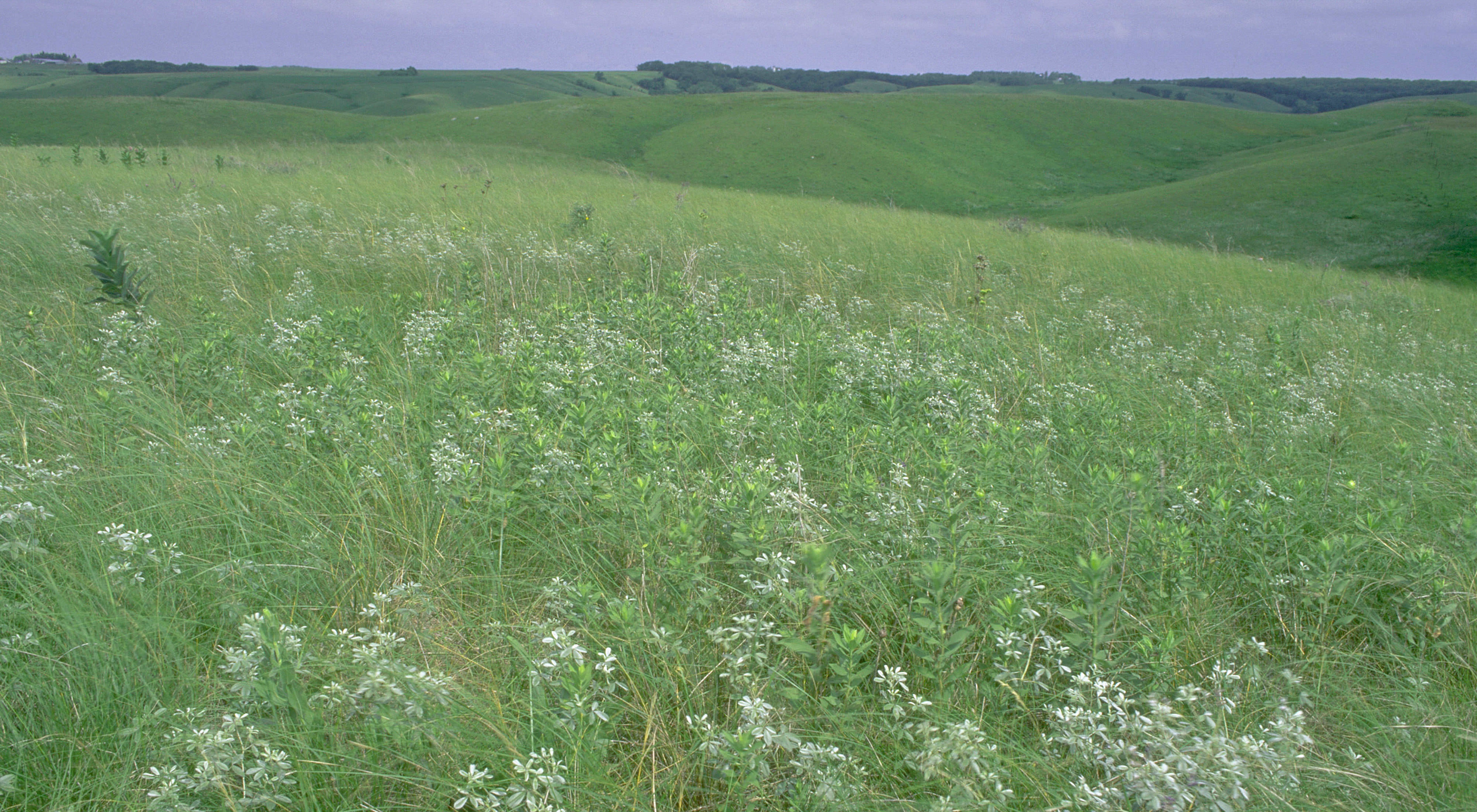Flowers blooming in a prairie.
