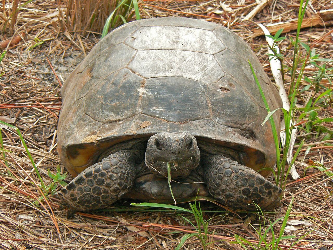 A large tortoise rests in a grassy area.