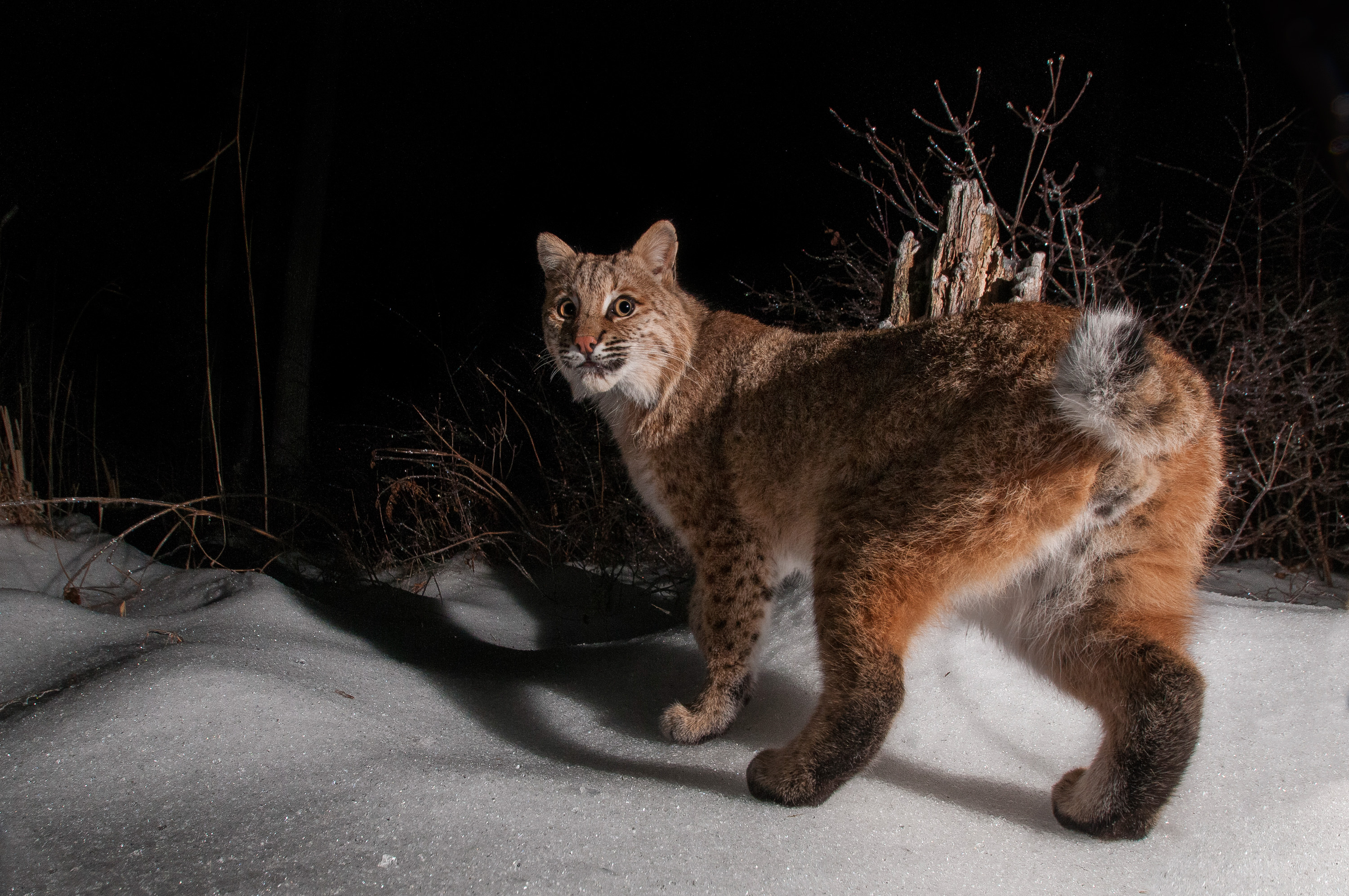 Bobcat at night