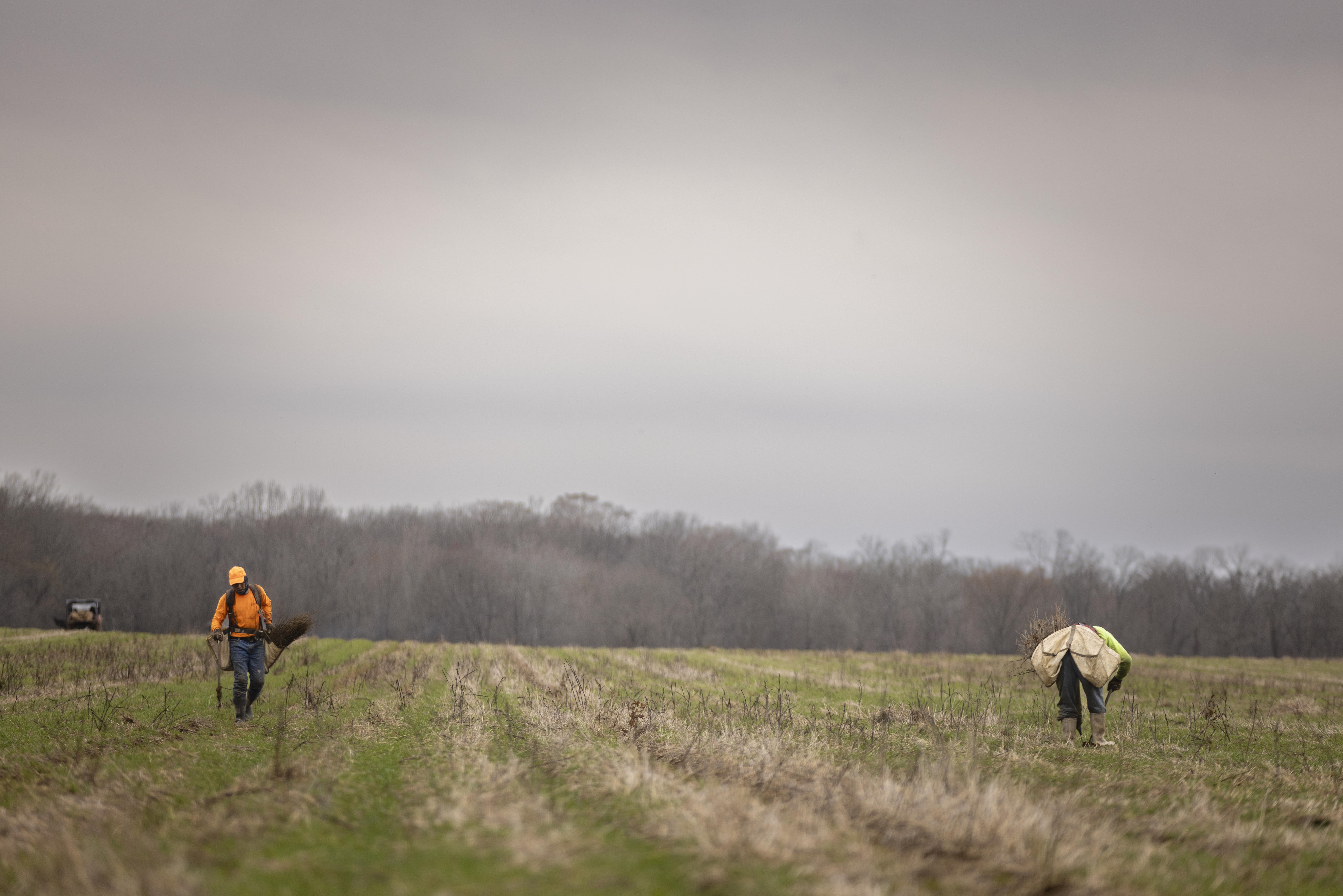 Two people carrying bags of seed in a field.