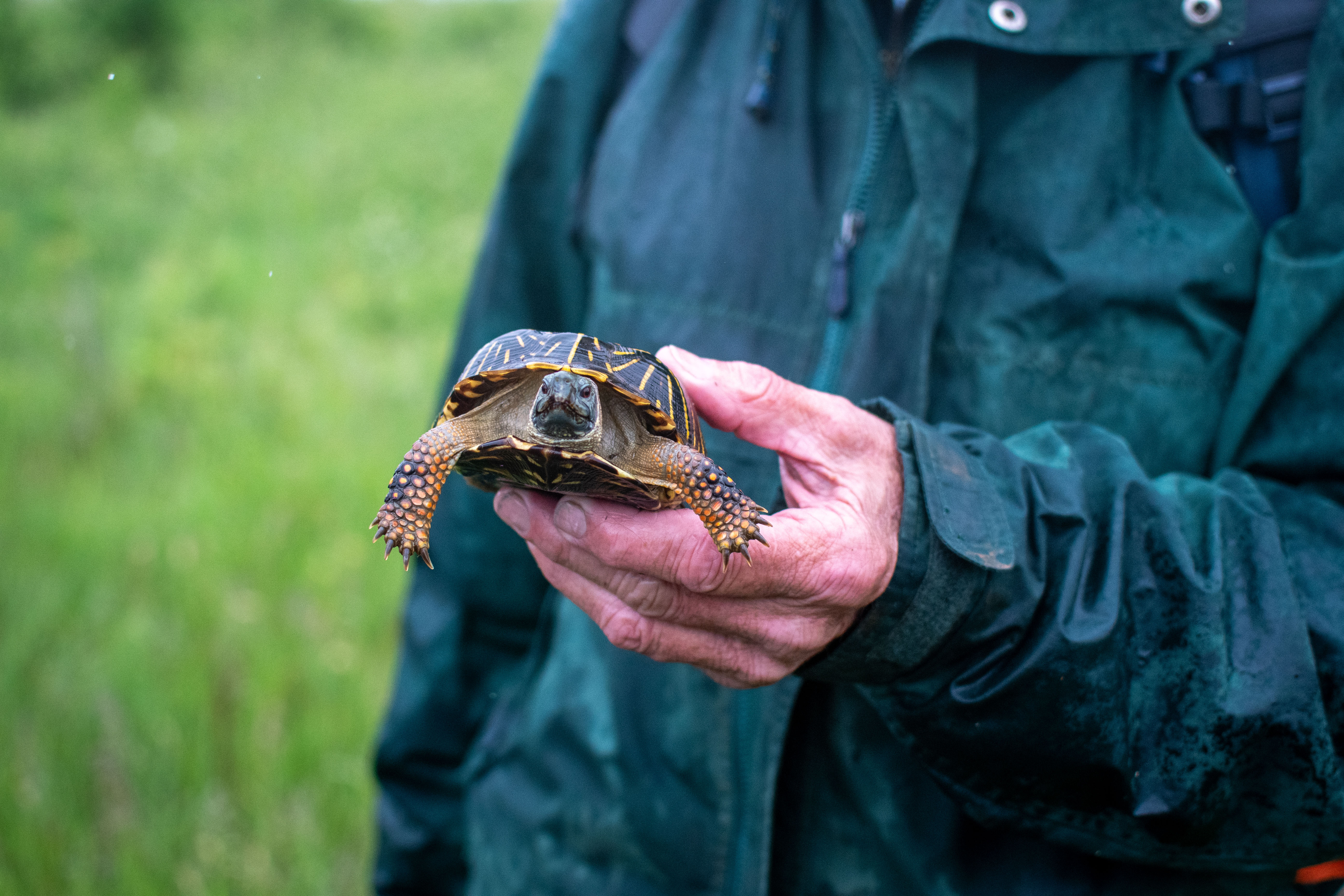 A hand holds a small turtle.