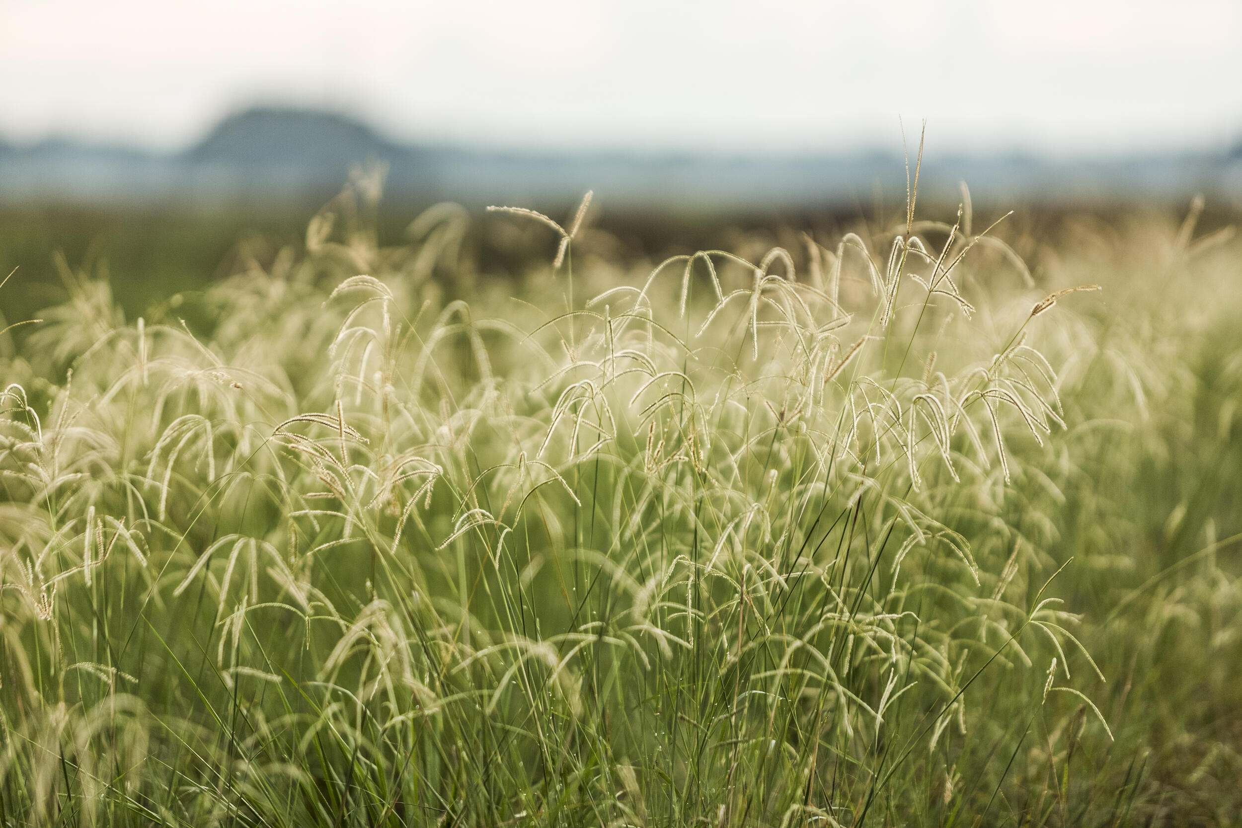 Feather-like grasses grow in a green field.