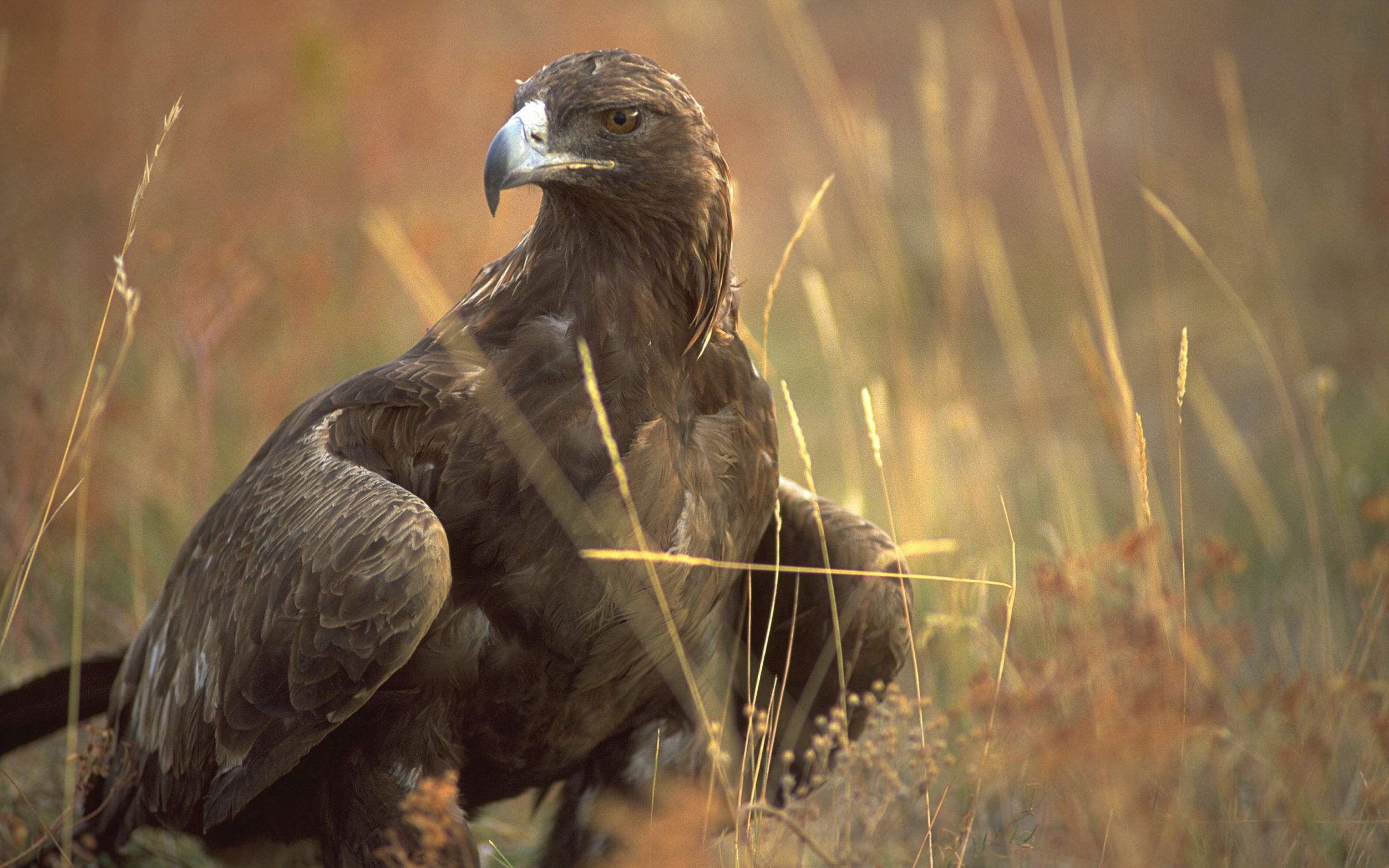 A large brown bird, with a white beak, rests among tall grasses.