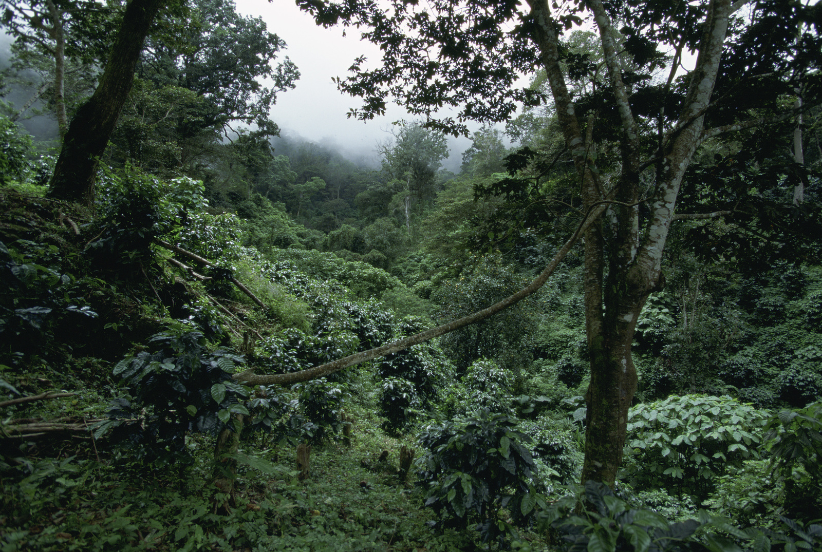 Clouds over the forest. 