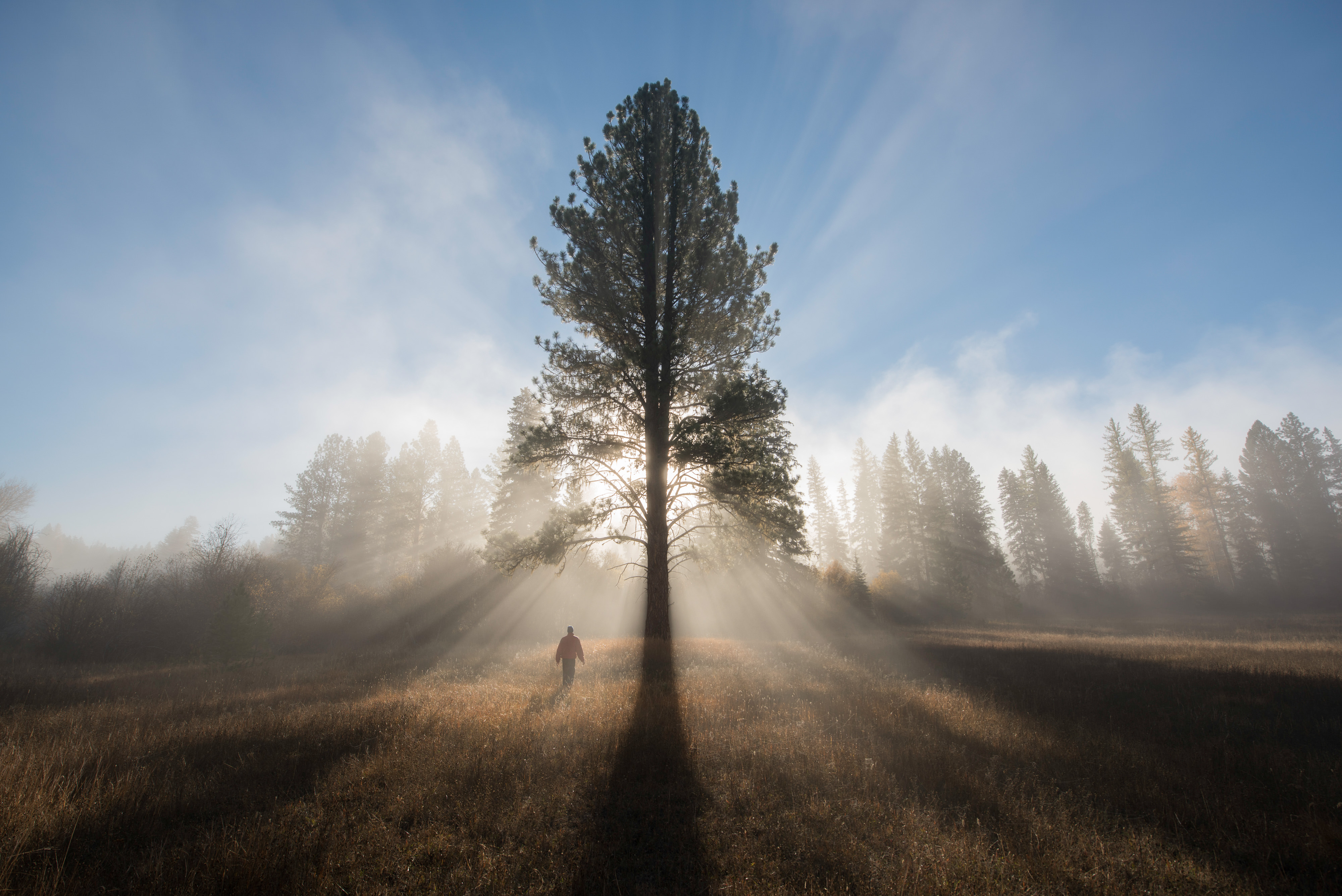 Person walks near pine tree in foggy meadow. 
