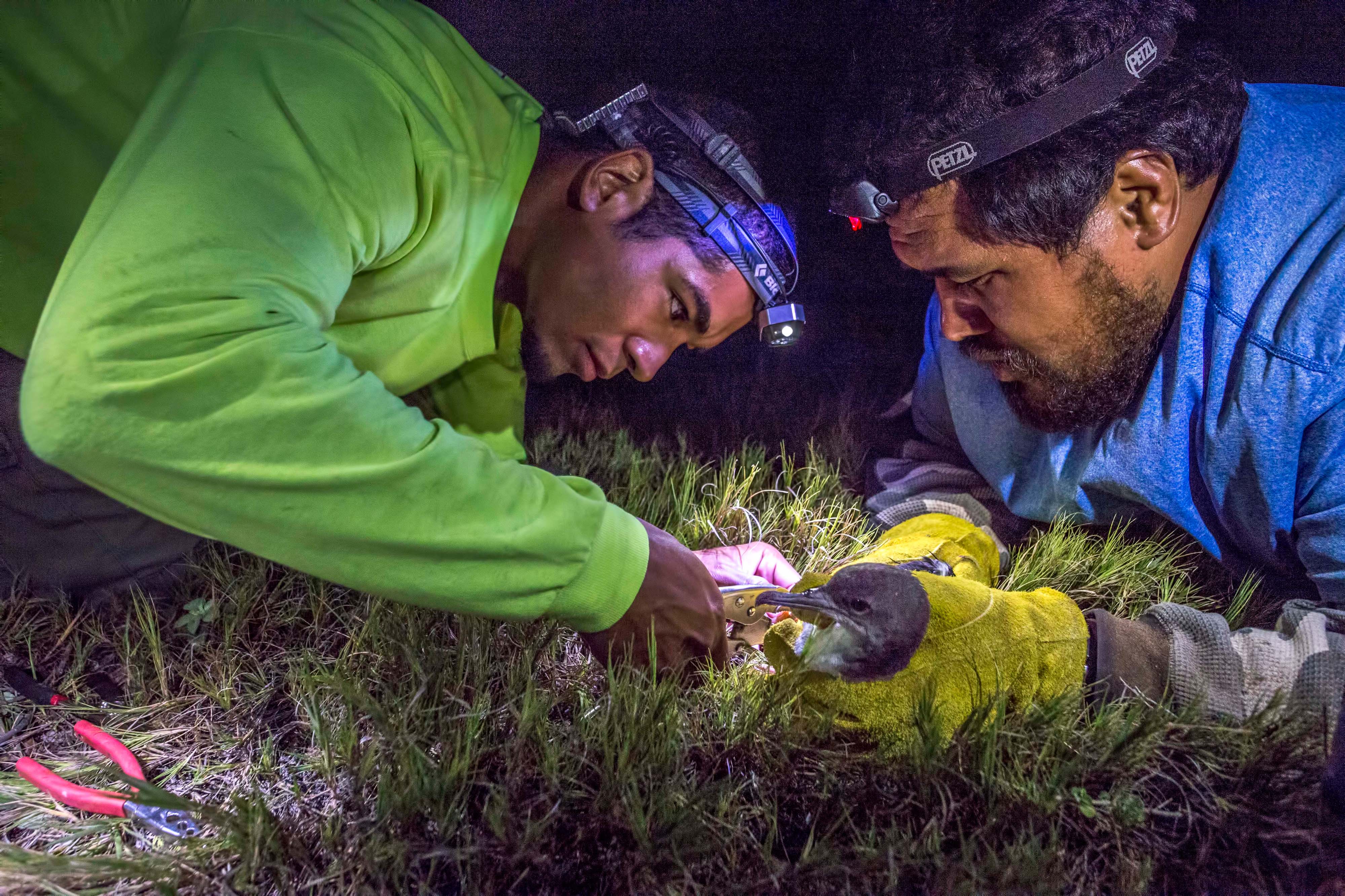 Volunteers band wedge-tailed shearwaters at TNC’s Mo‘omomi Preserve.