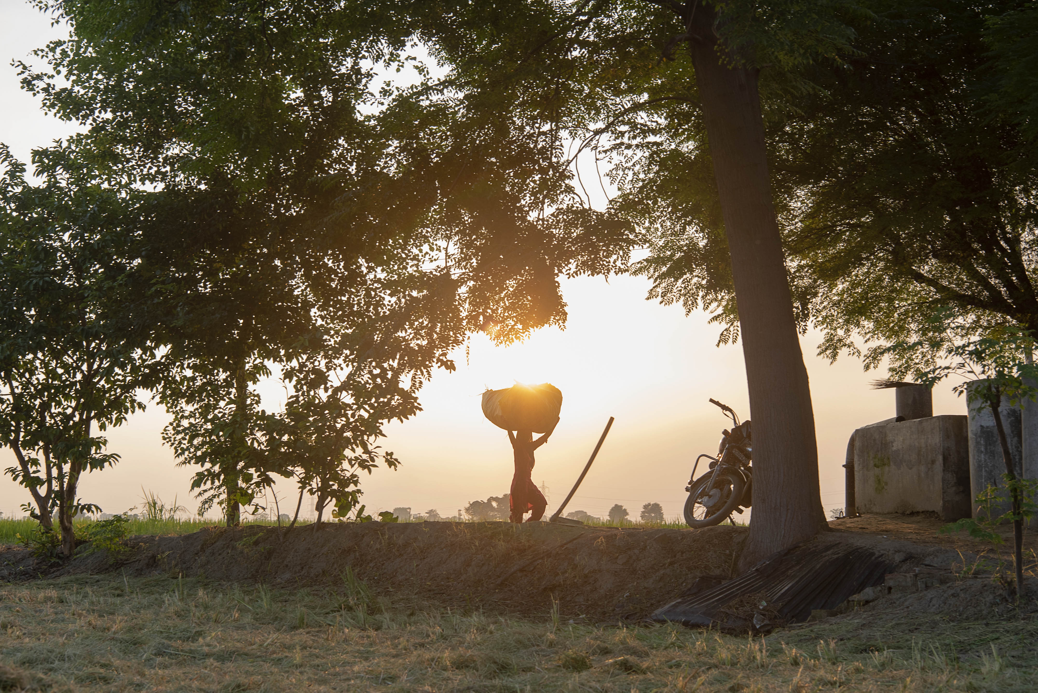 figure carrying straw bale near trees at sunset.