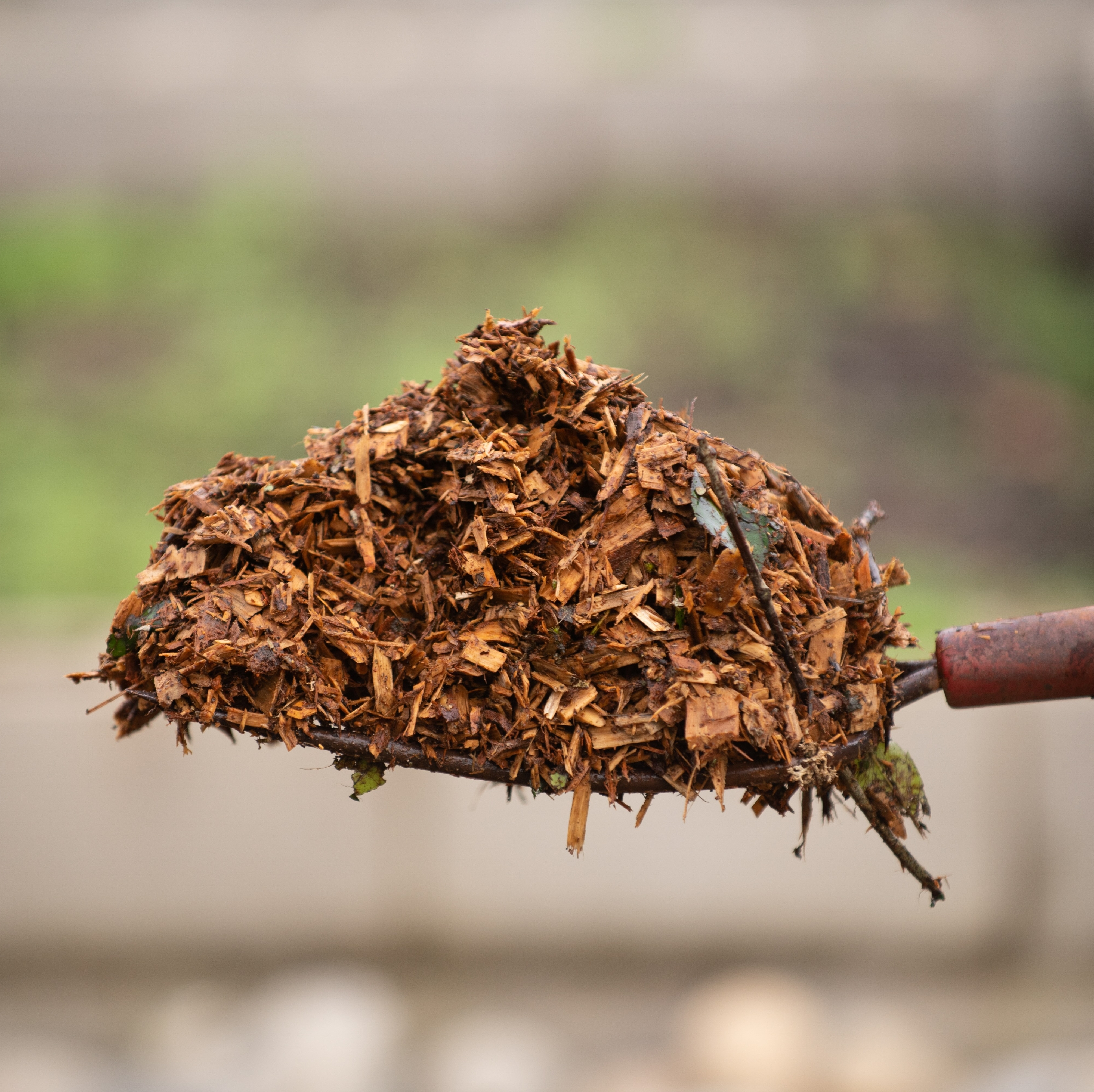 Closeup of a shovel with compost piled on top.
