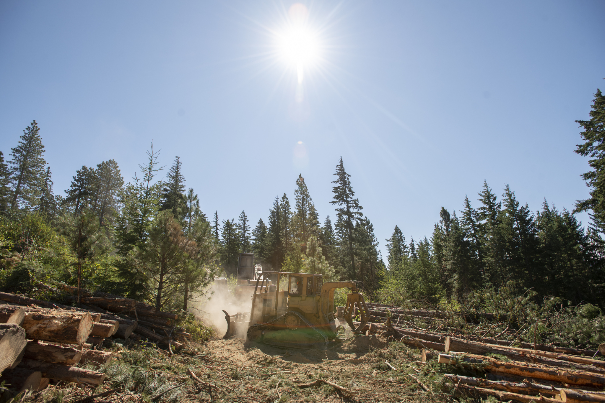 A bulldozer in a forest. 