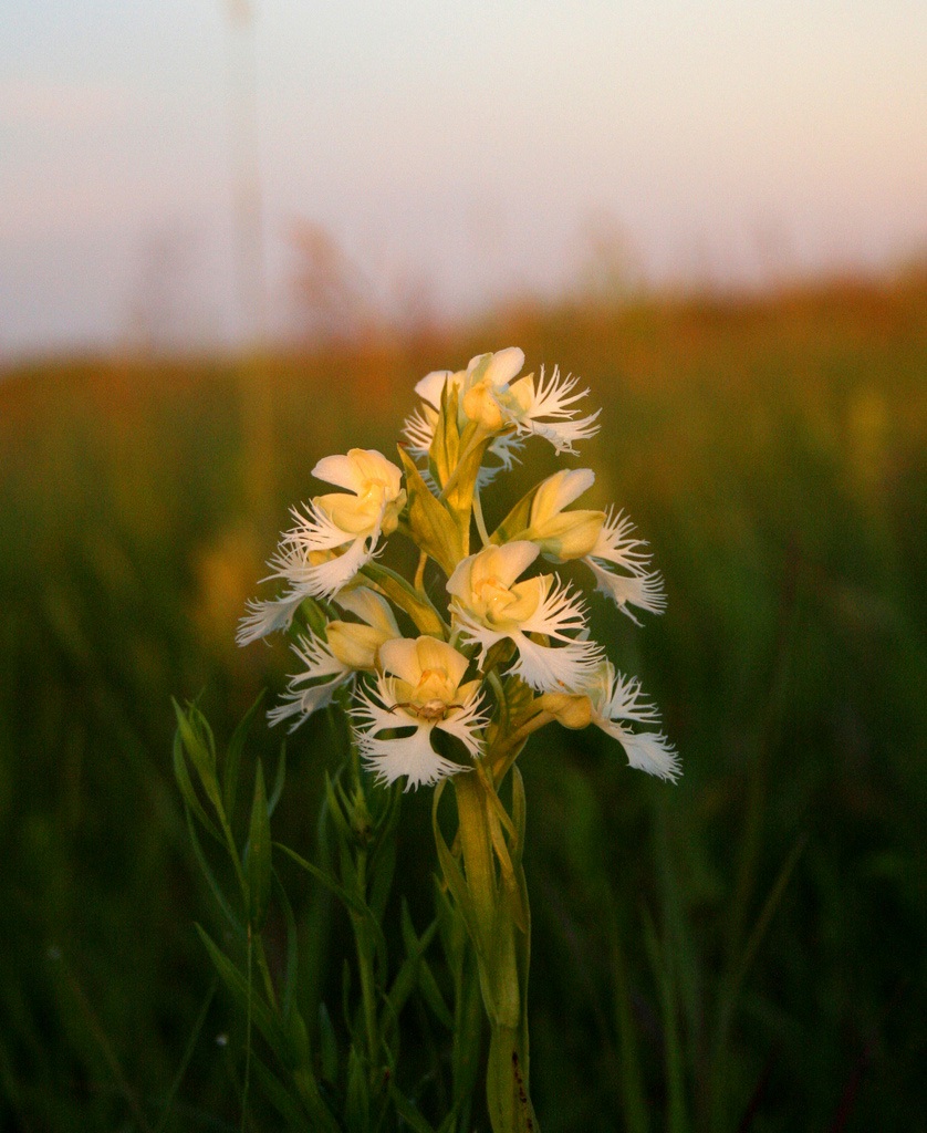 Delicate light yellow-and-white flowers bloom at the end of a thick green stem.