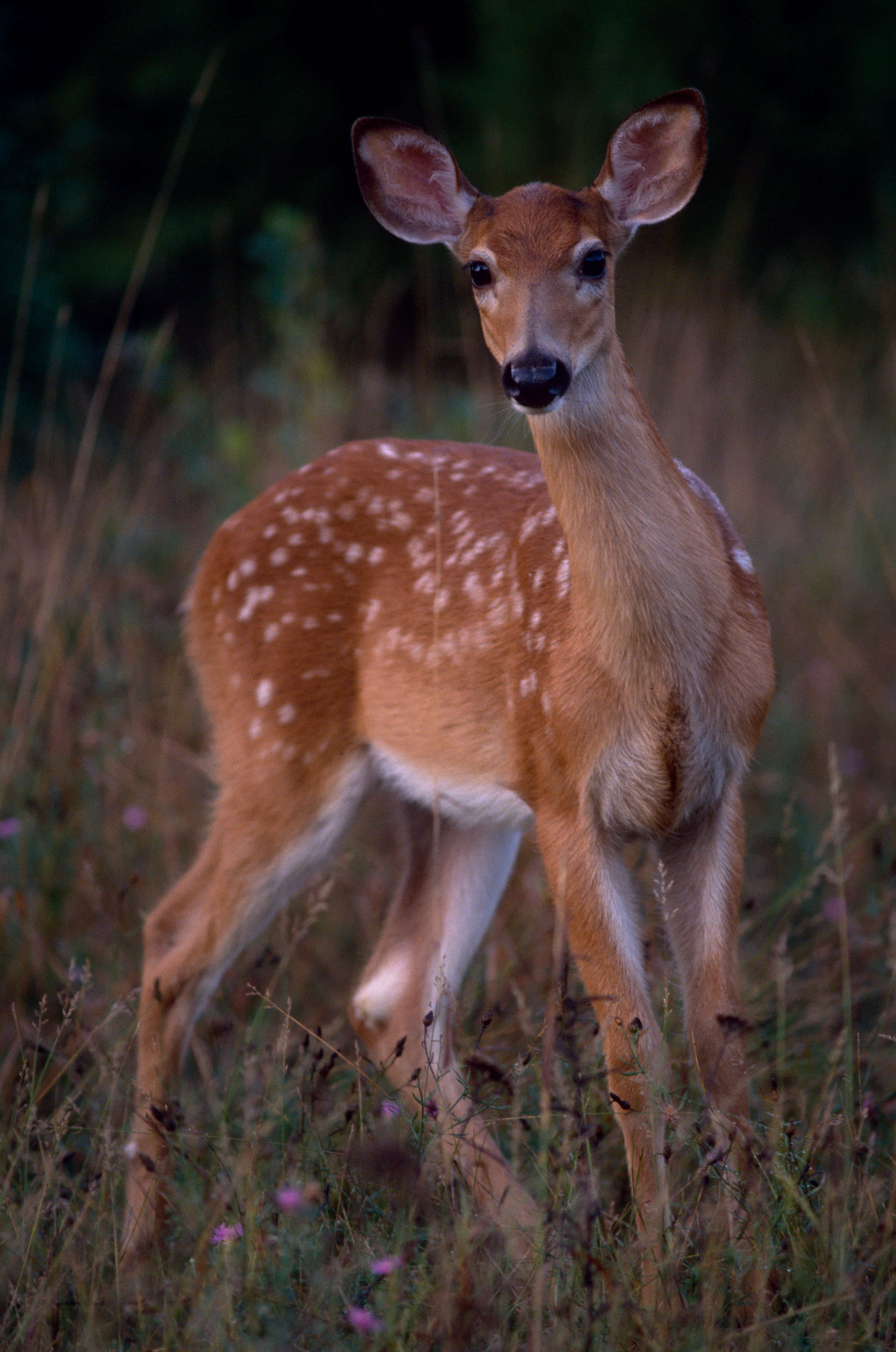 spotted brown deer stares at the camera
