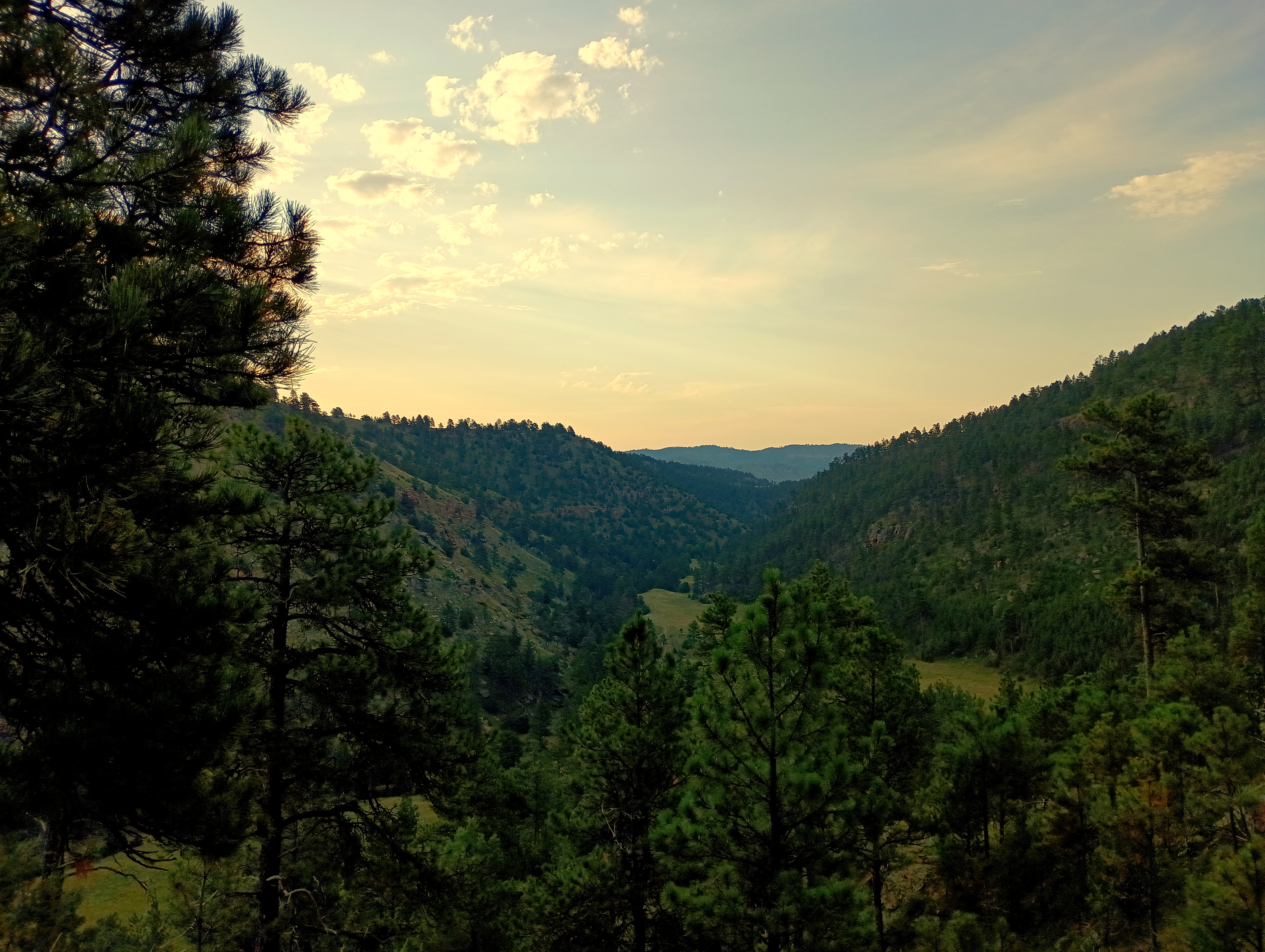 View of rolling hills with pine trees.