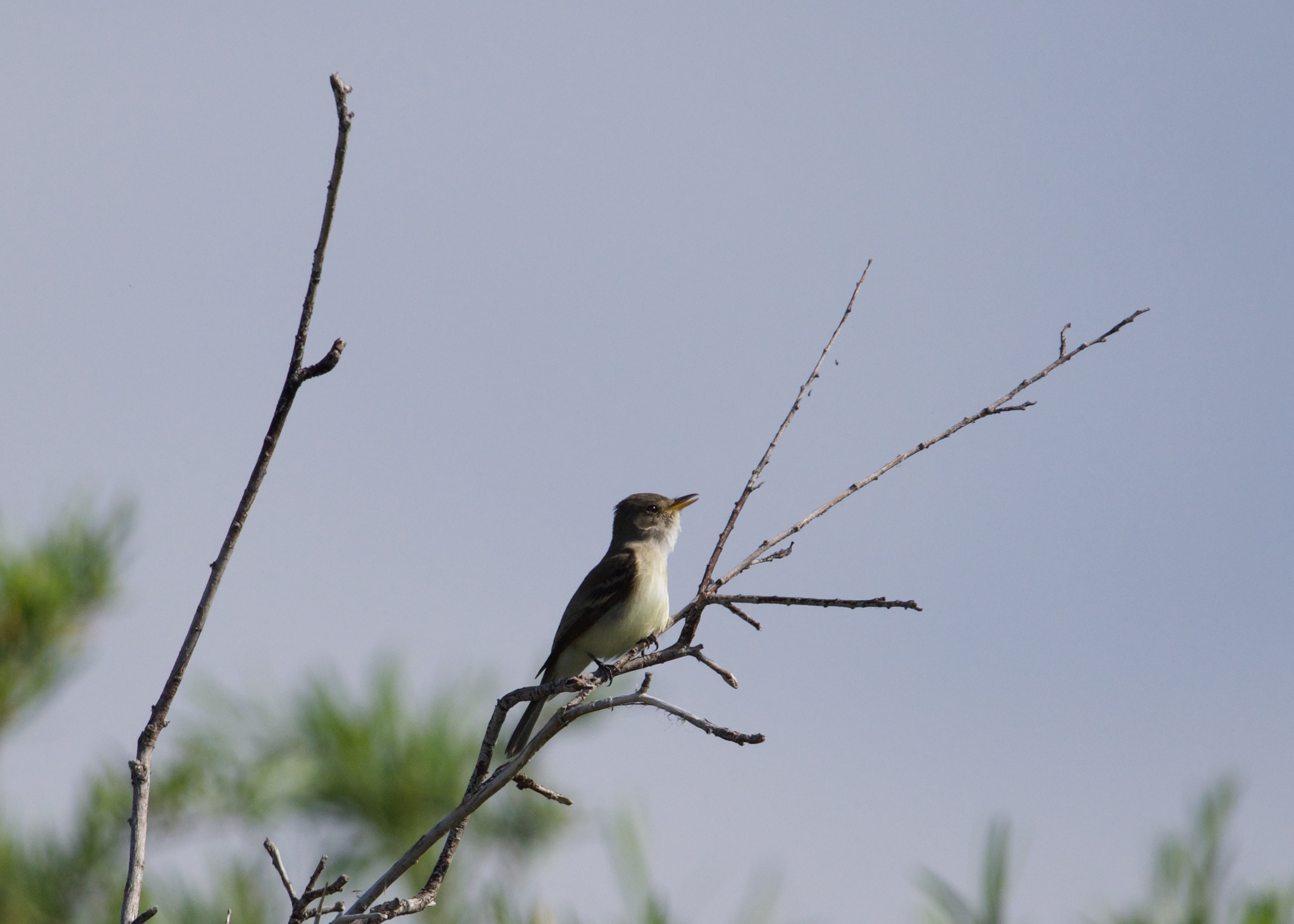 Profile view of a little bird sitting on a thin tree branch with a grey-blue sky behind it.