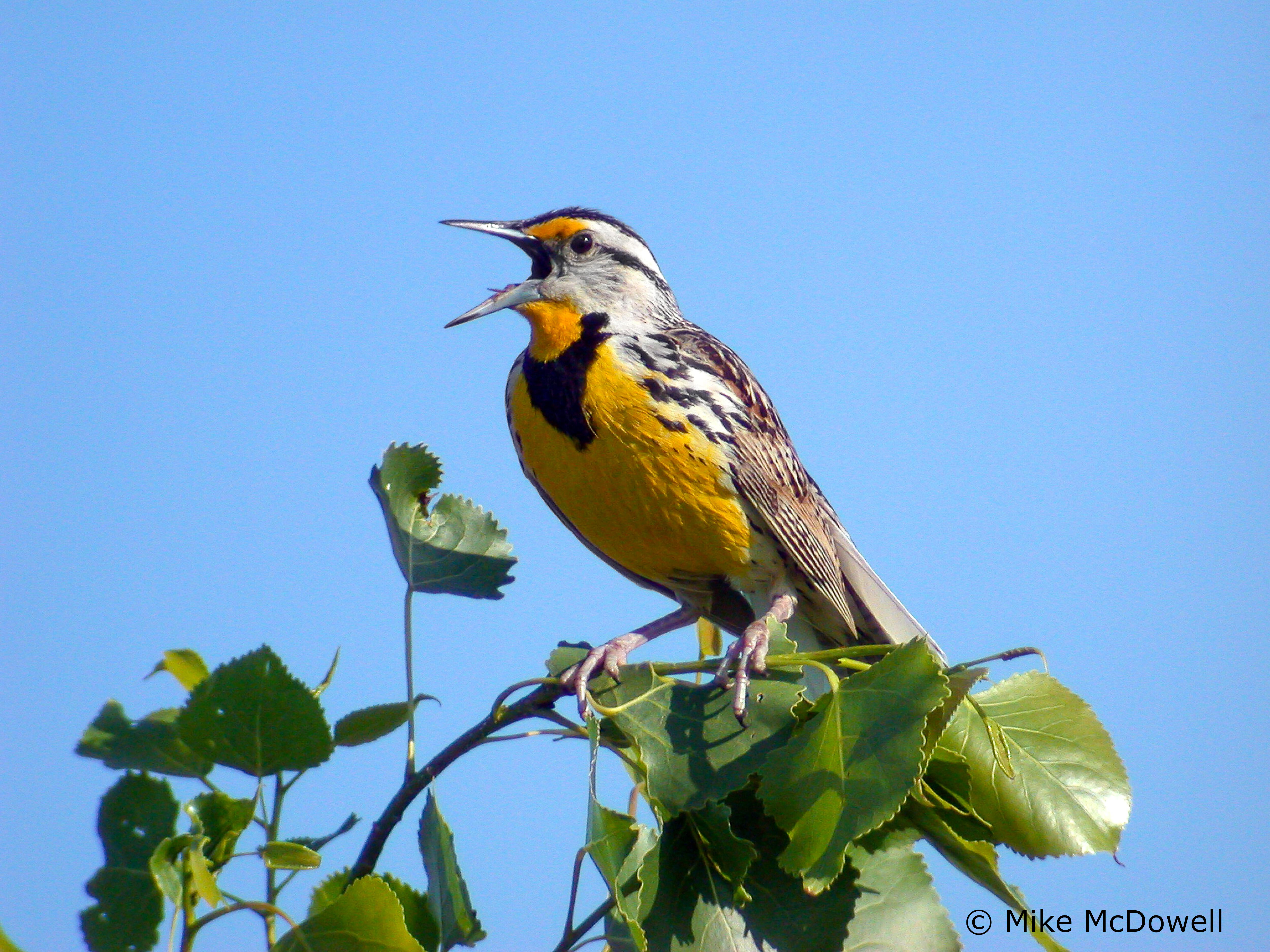 A bird on a tree branch.